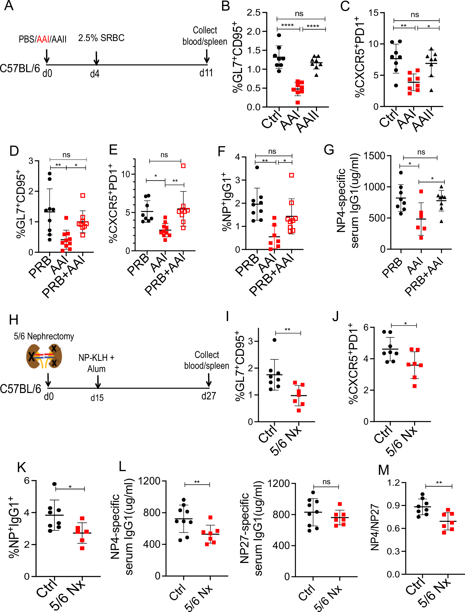 Fig. 3: Kidney disease inhibits B cell response during T-dependent immunization.