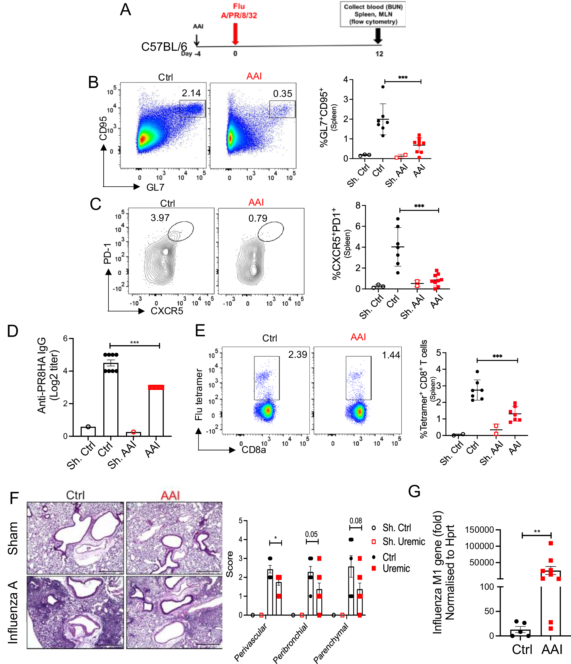Fig. 8: Diminished B and T cells response in influenza-infected mice in kidney disease.