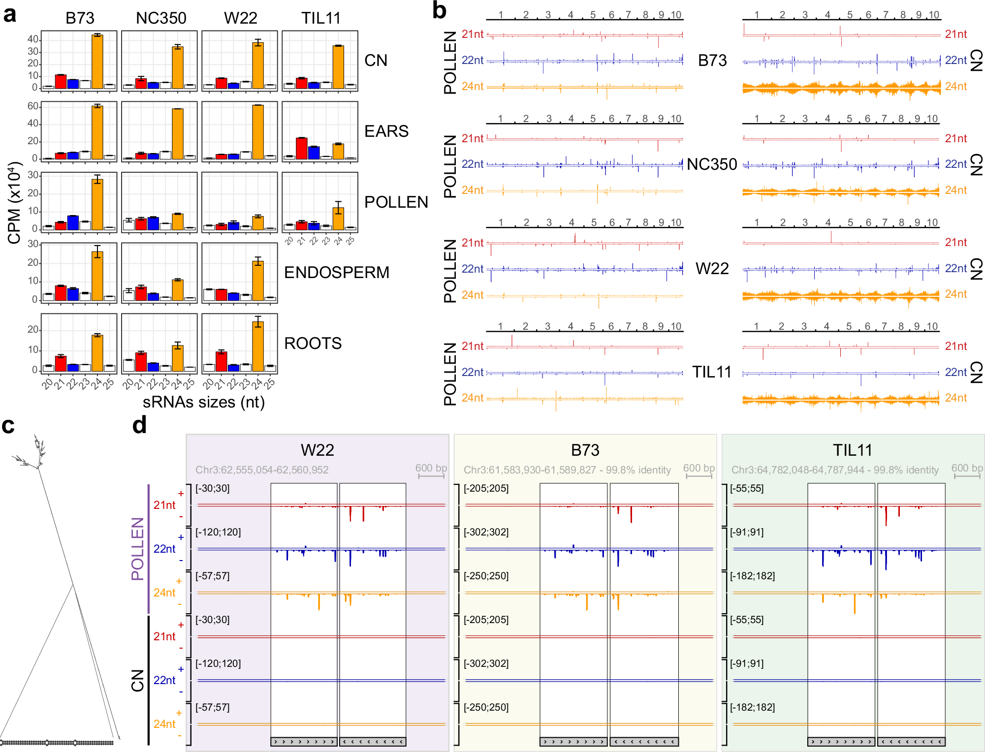 Fig. 4: Small RNA size distributions differ among tissues and inbreds.