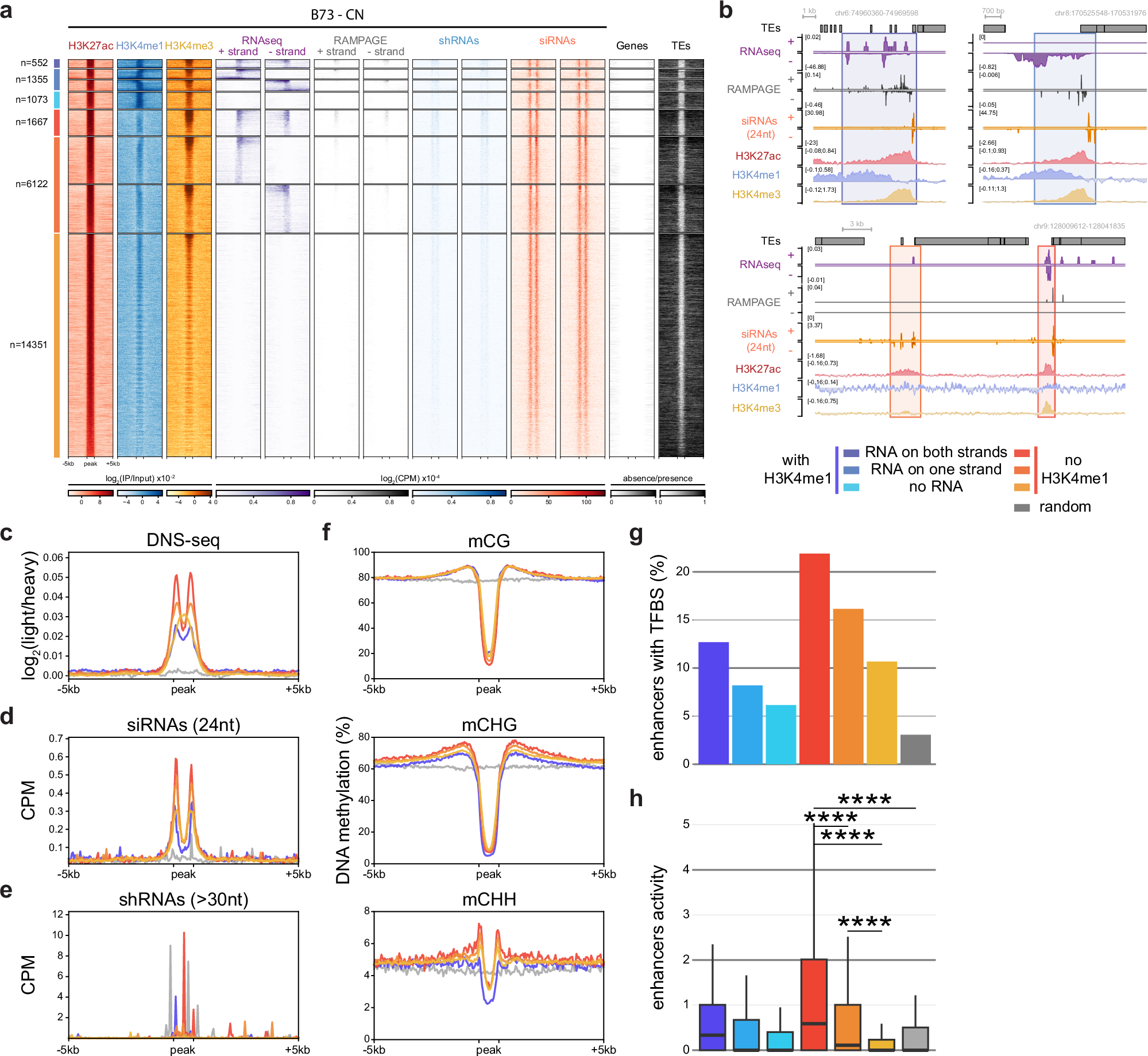 Fig. 5: Enhancers with bi-directional enhancer RNAs are associated with stronger activity and higher RdDM at their boundaries.