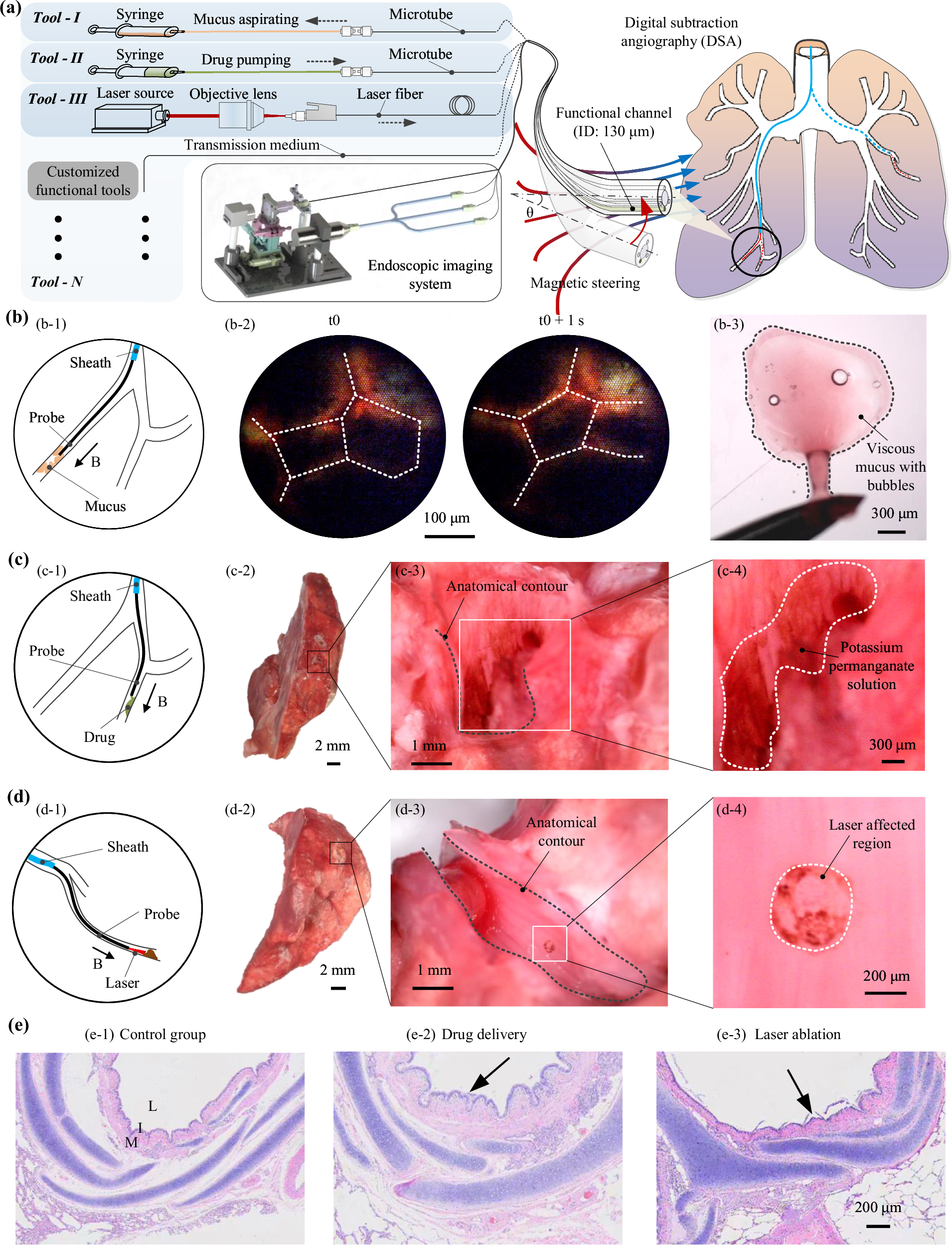 Fig. 5: Functional demonstration of the continuum robot in an ex vivo porcine model.