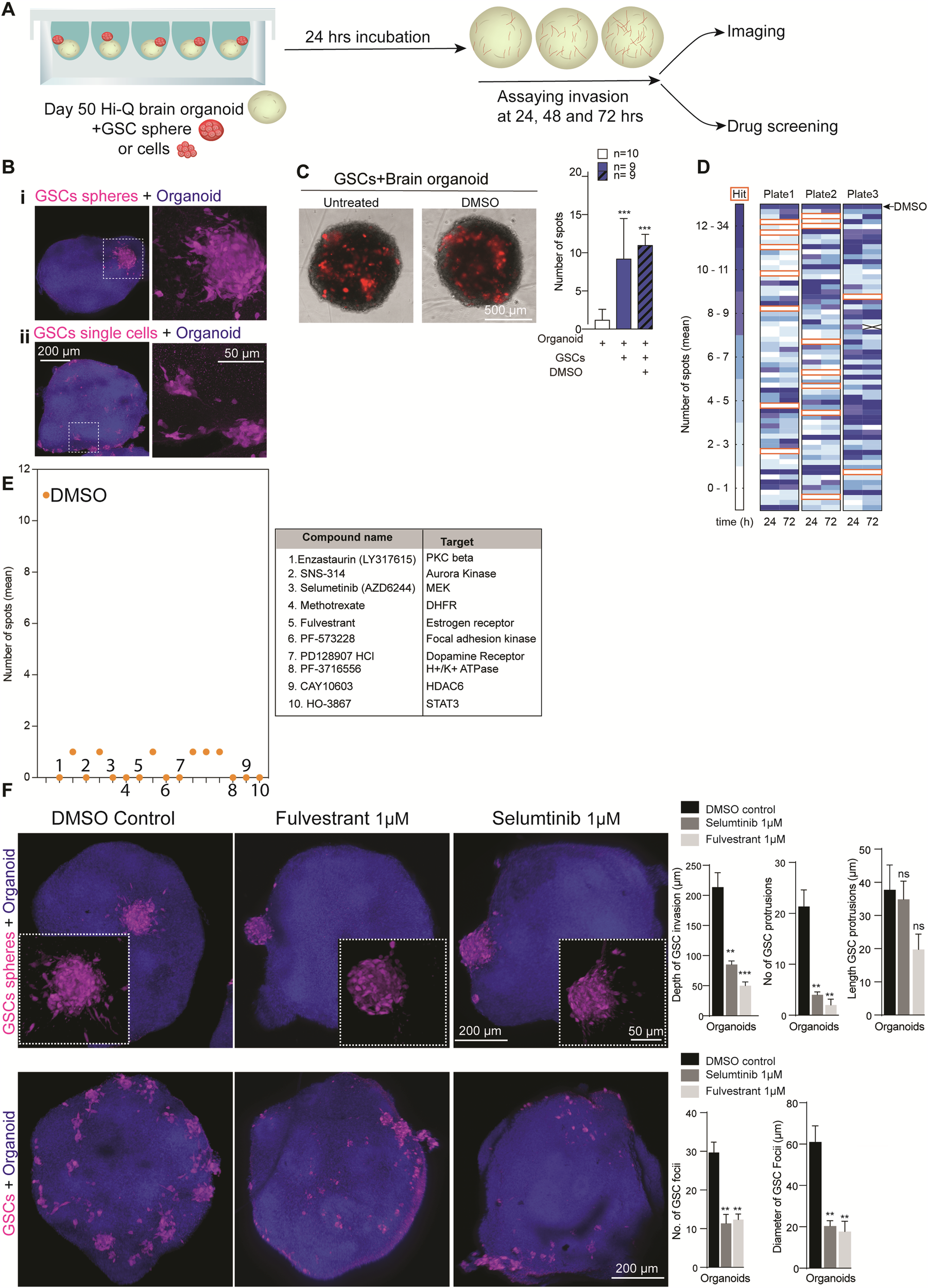 Fig. 7: Hi-Q brain organoids allow glioma invasion assays and can adapt medium-throughput drug screening assays to identify anti-glioma compounds.