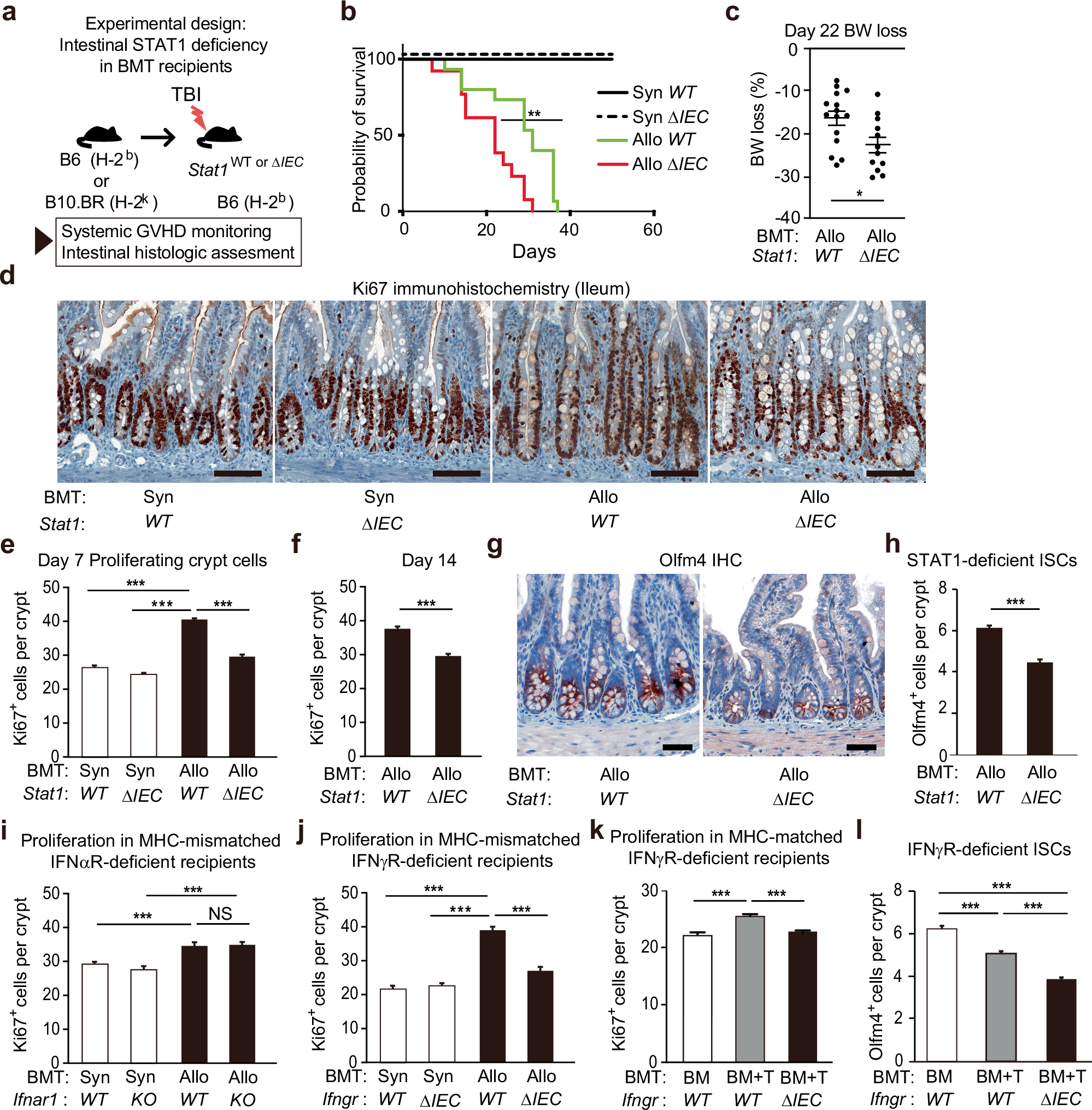 Fig. 2: Intestinal deficiency of STAT1 or IFNγR both reduce epithelial proliferation post-transplant.