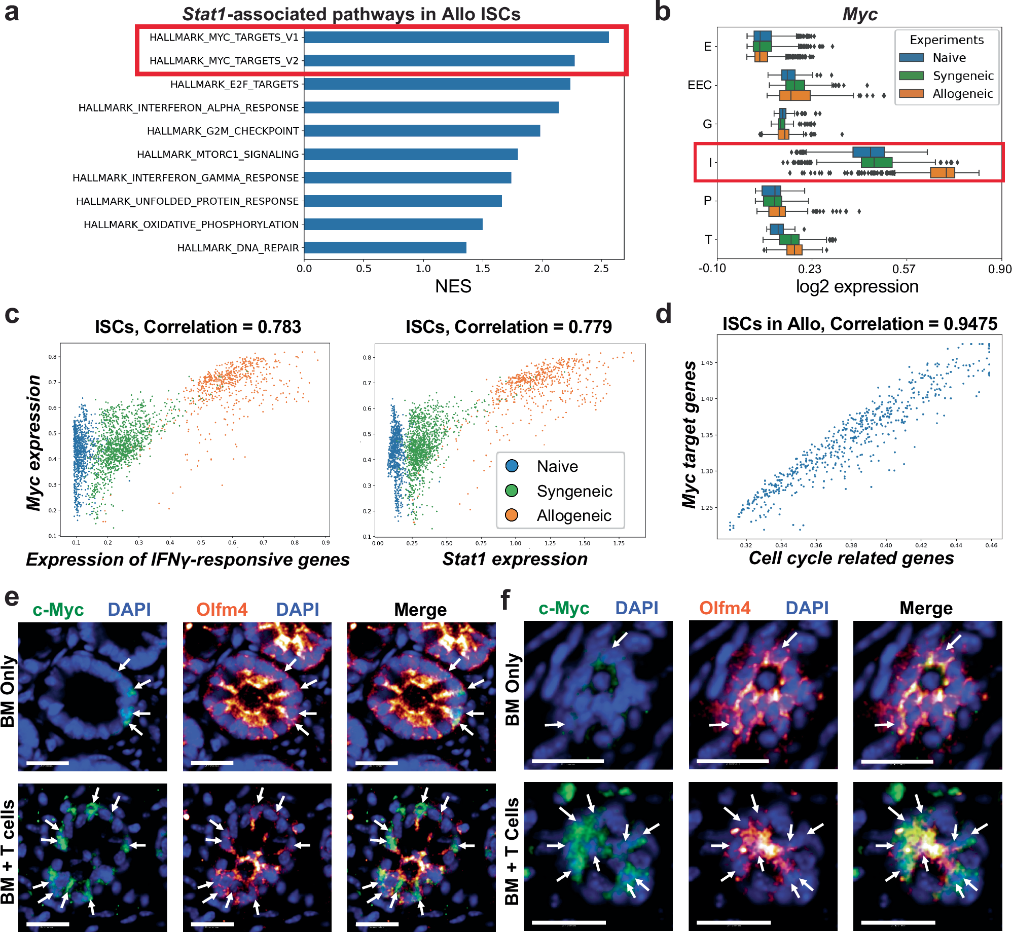 Fig. 4: Myc expression is elevated in crypt stem cells after allogeneic BMT.