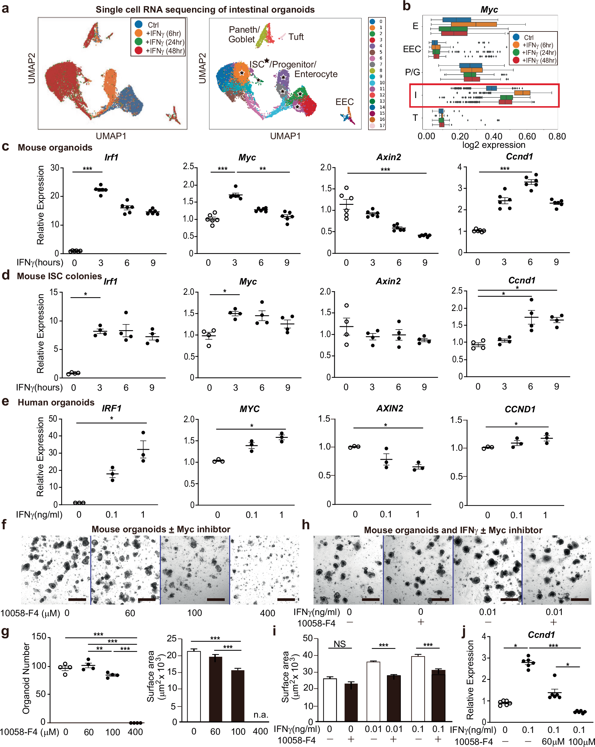 Fig. 5: Myc is required for IFNγ-induced epithelial regeneration.