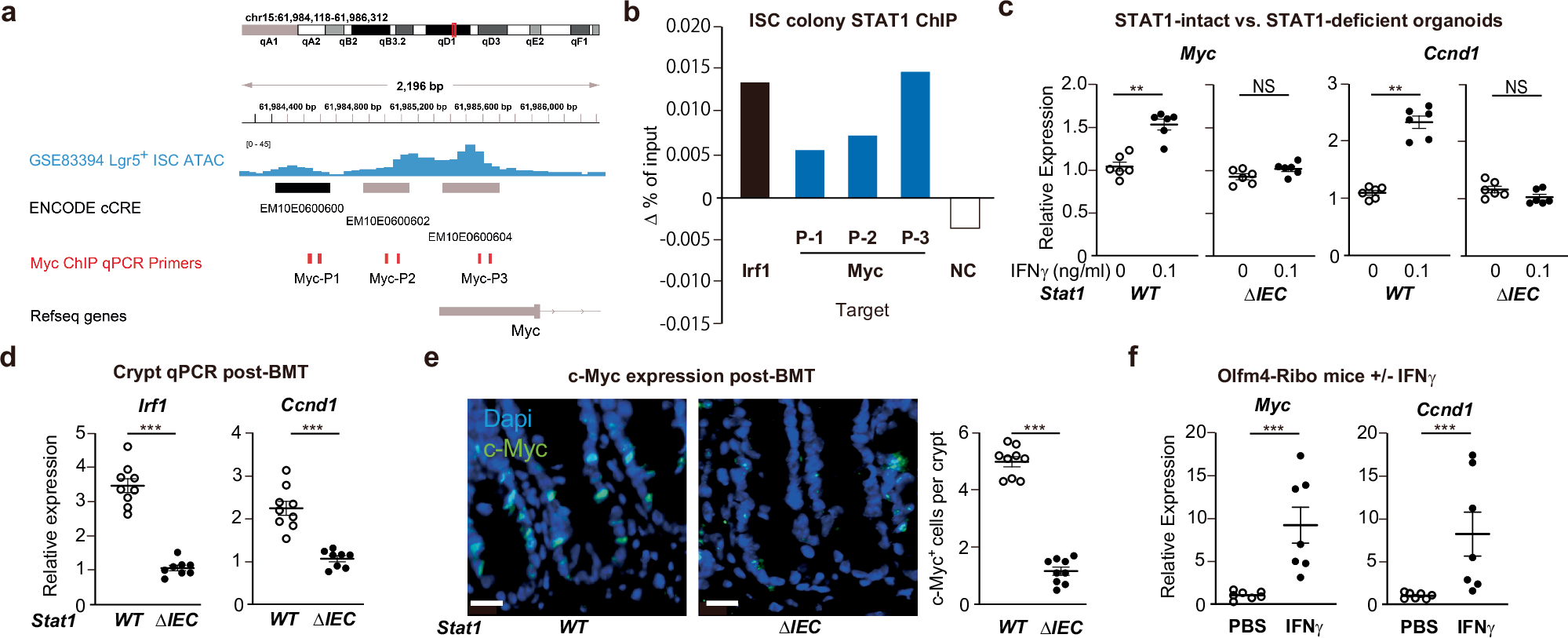 Fig. 6: STAT1 regulates epithelial Myc expression in immune-mediated GI damage.