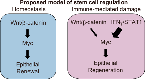 Fig. 7: Proposed schematic model of ISC Myc regulation.