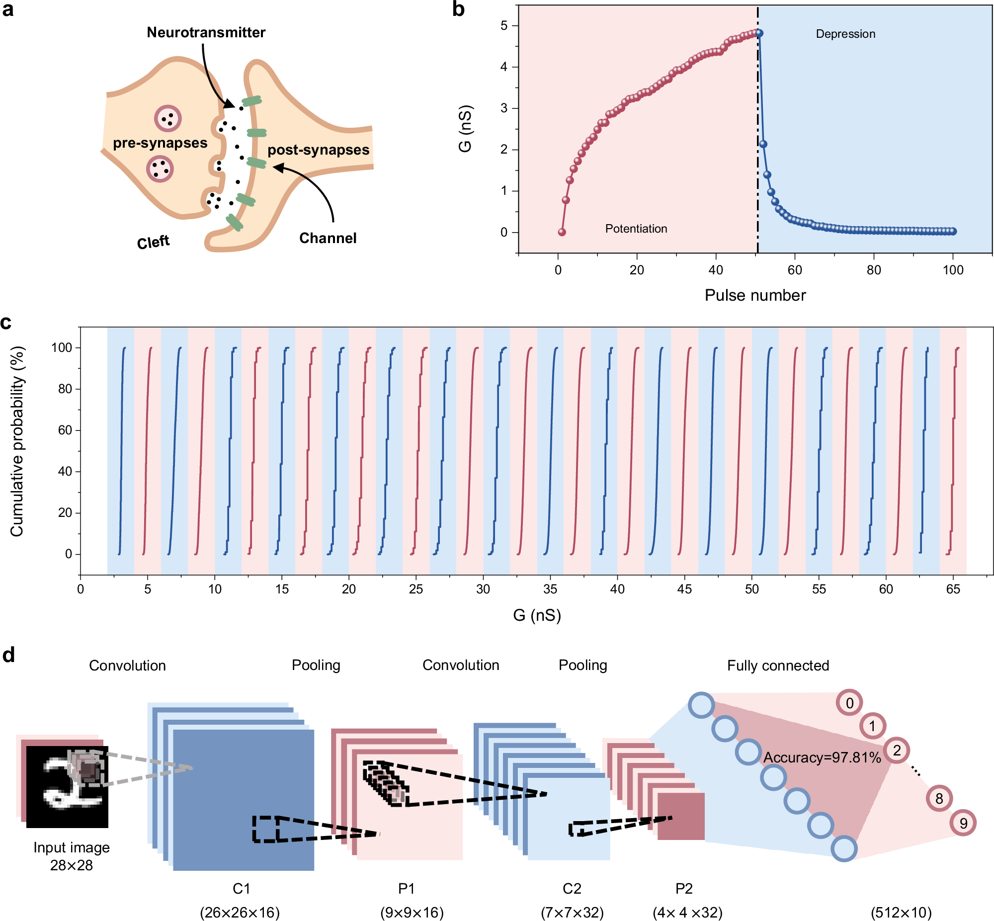 Fig. 4: Flexible sliding ferroelectric synapse.