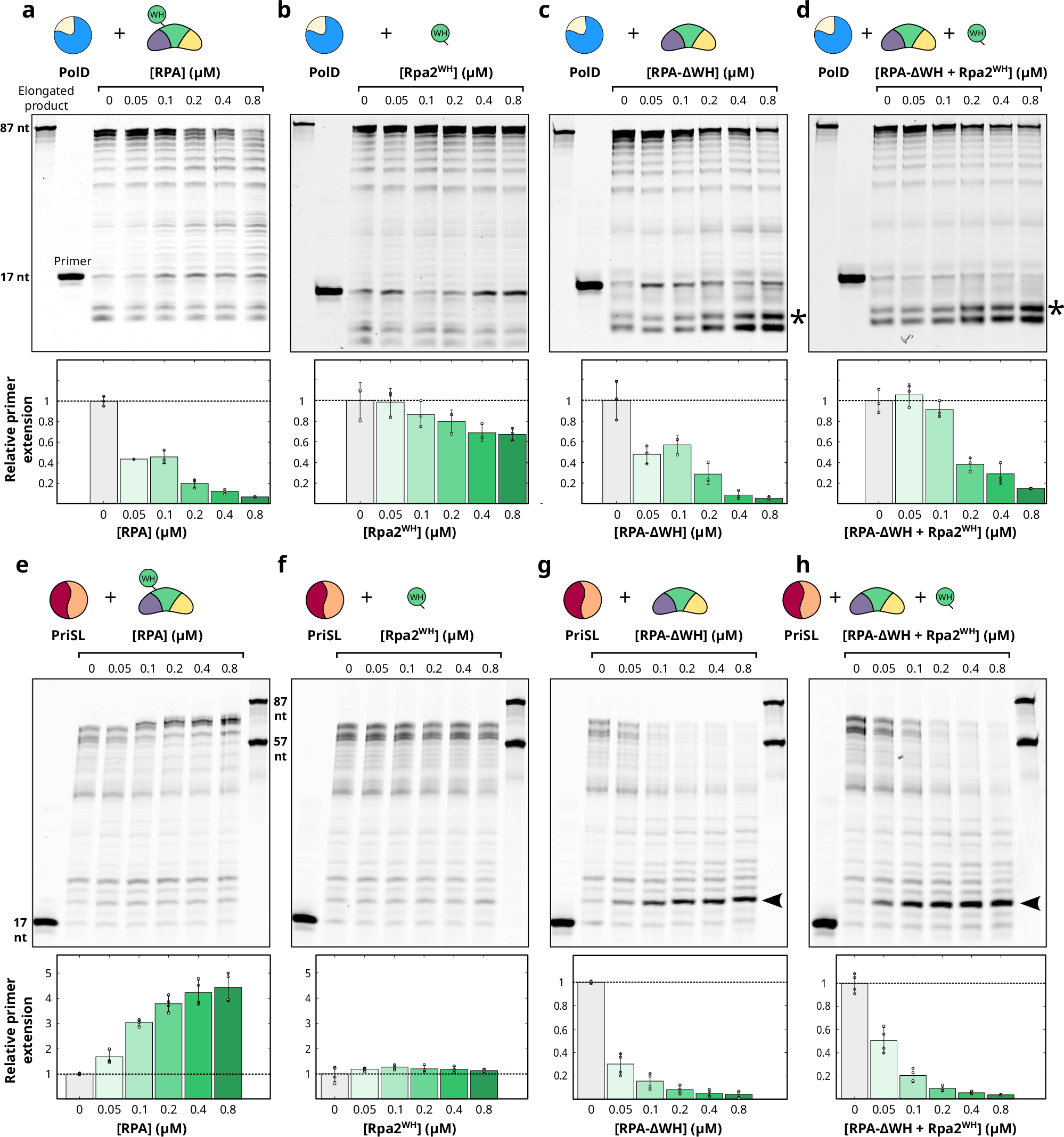 Fig. 4: Impact of RPA binding on PolD and PriSL primer extension activity.