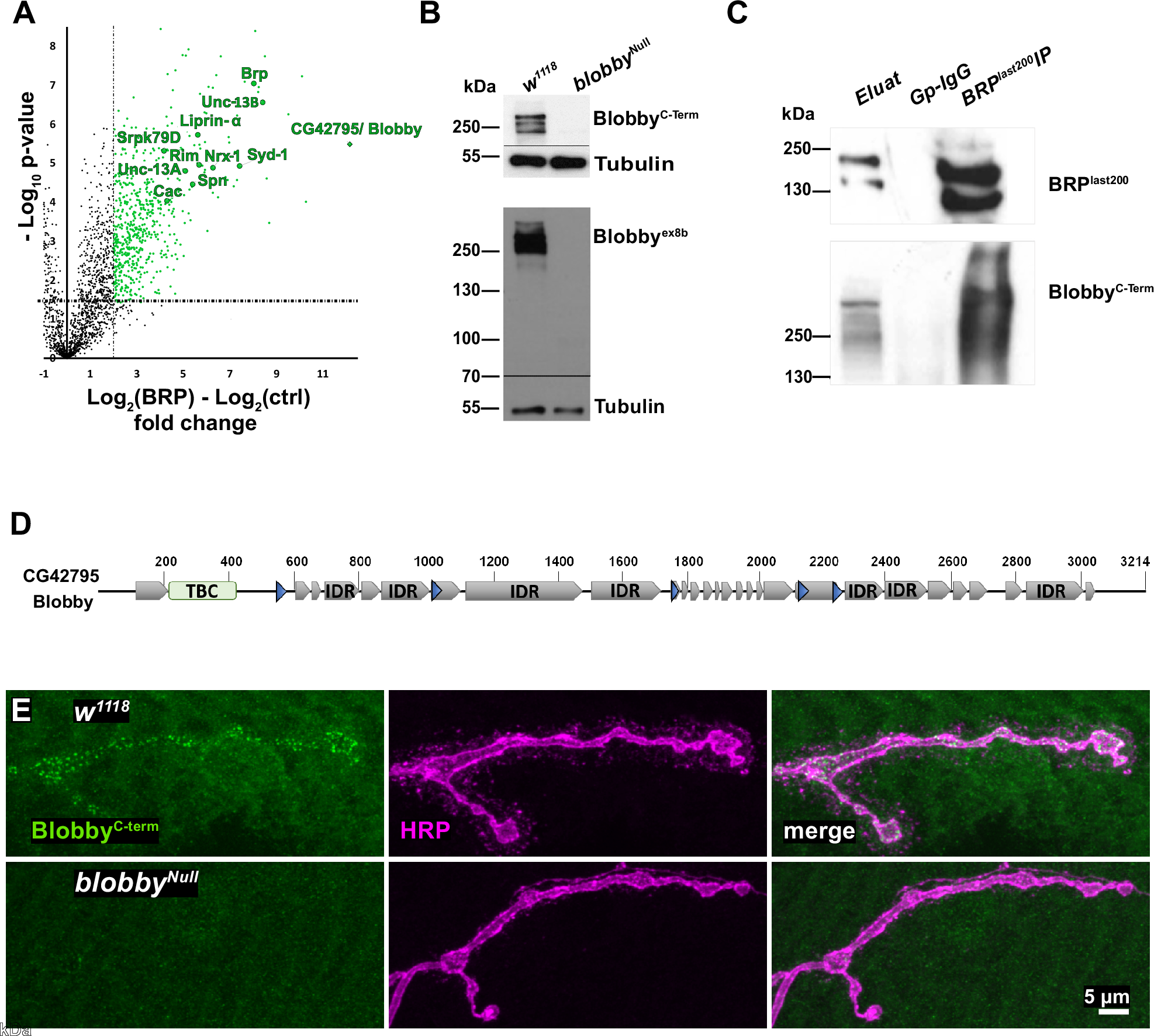 ls bd-company models nude Blobby is a synaptic active zone assembly protein required for memory in  Drosophila | Nature Communications