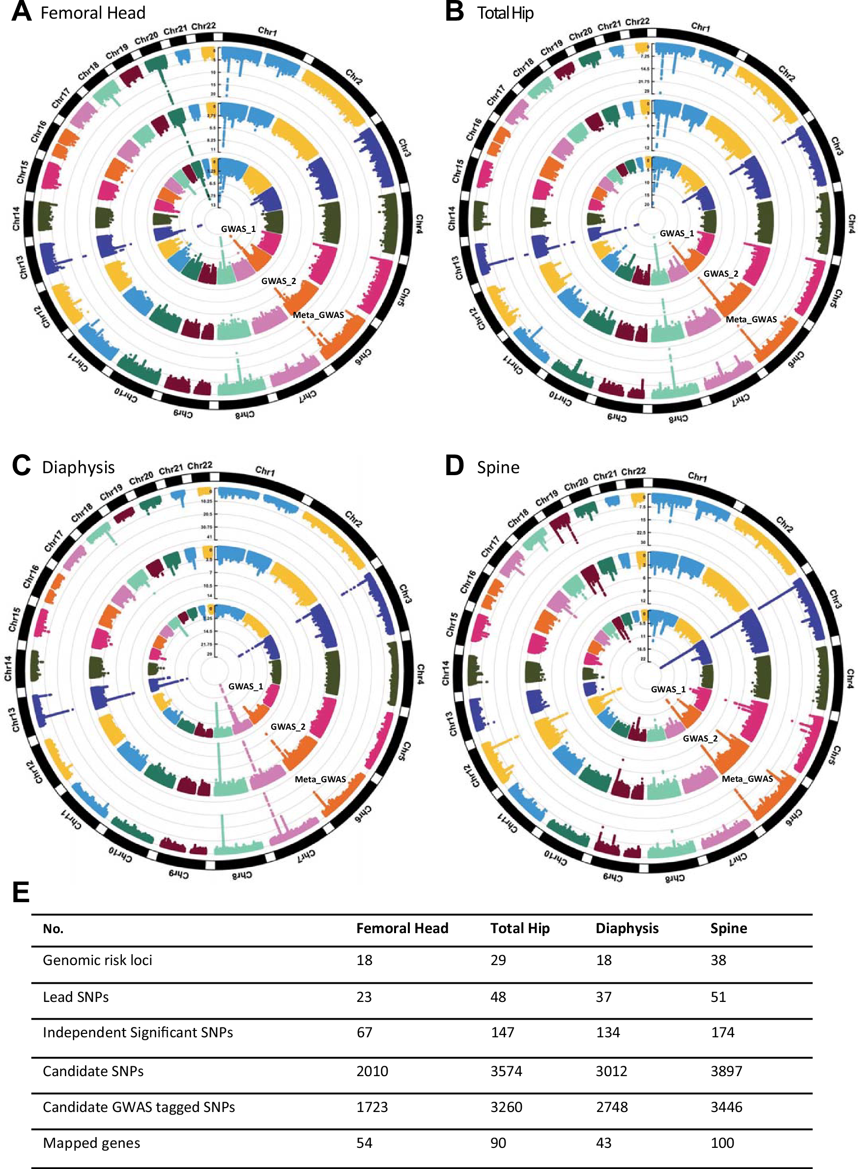 Fig. 4: SNP-based associations with BMFF in meta-GWAS for the white unrelated population.