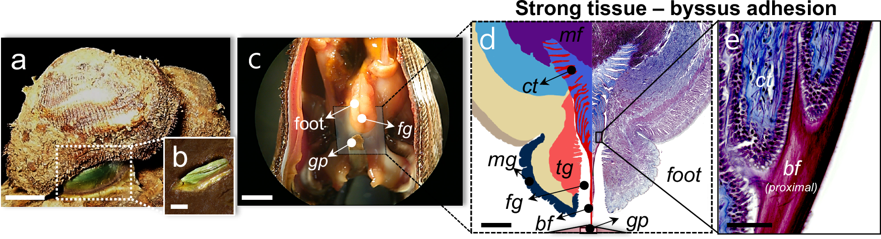 Fig. 1: Byssal system of a B. virescens ark clam.