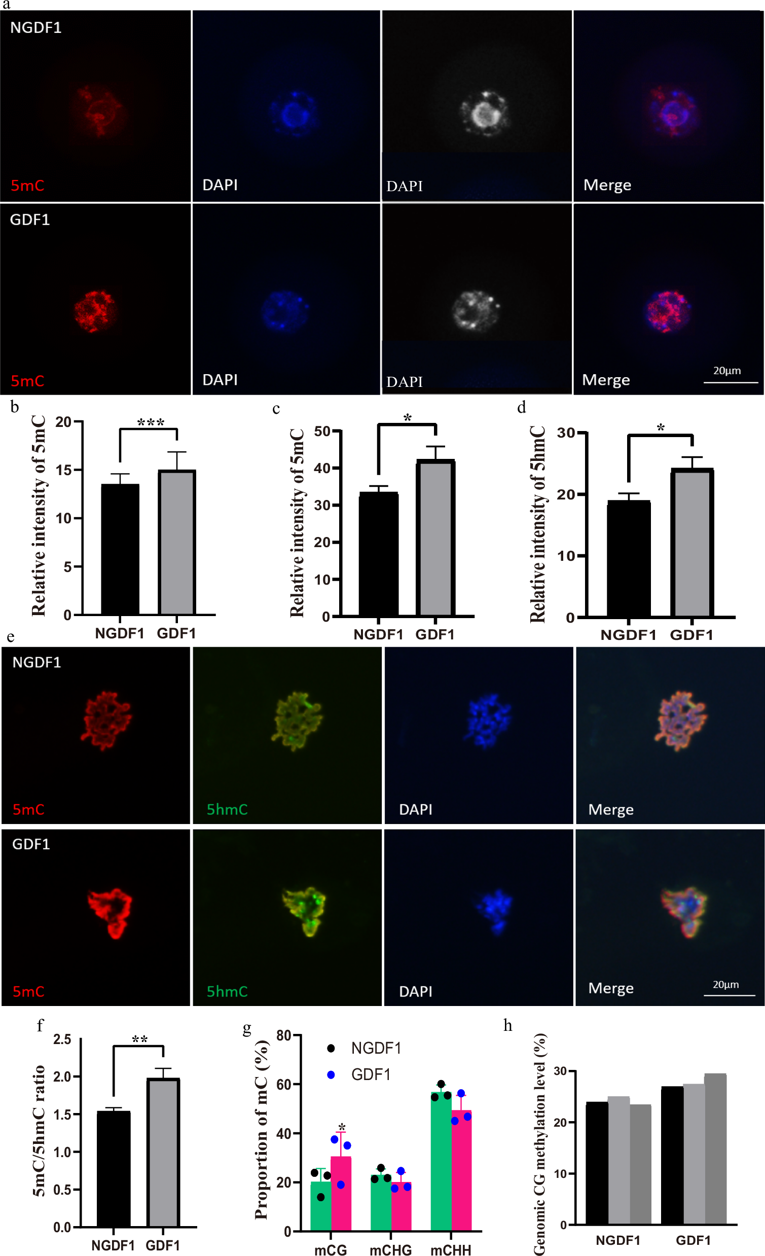 Fig. 2: Genomic methylation of F1 oocytes.