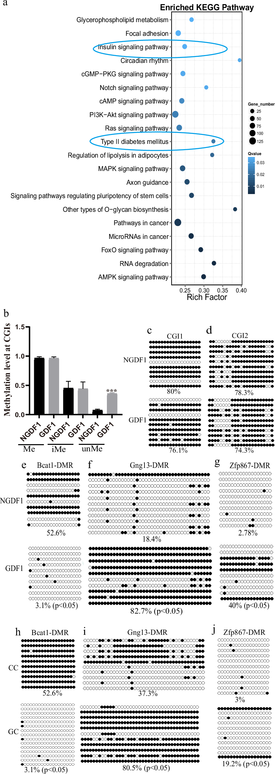 Fig. 3: Differentially methylated regions (DMRs) analysis.