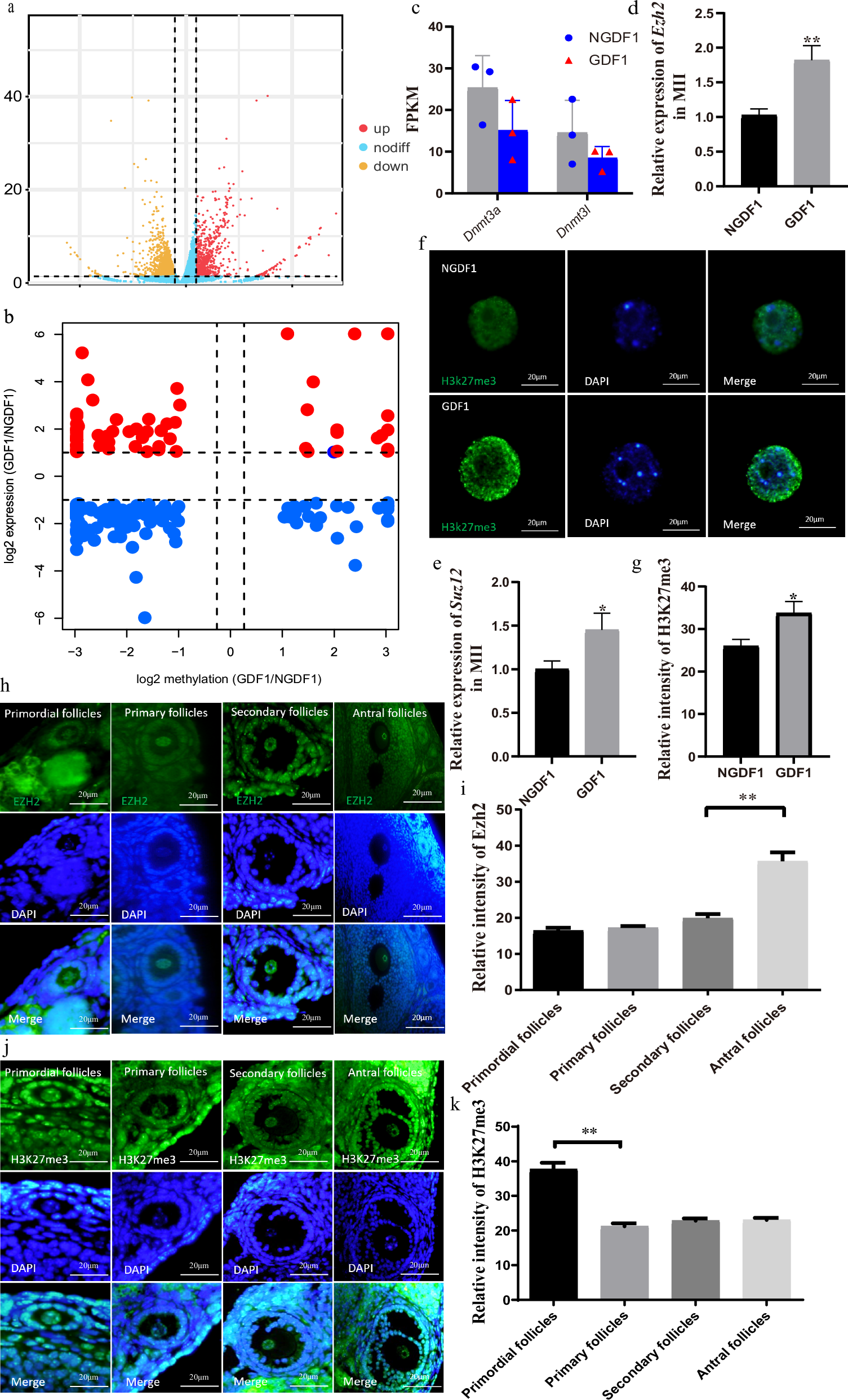 Fig. 4: Effects of GDM on transcriptome of F1 oocytes.