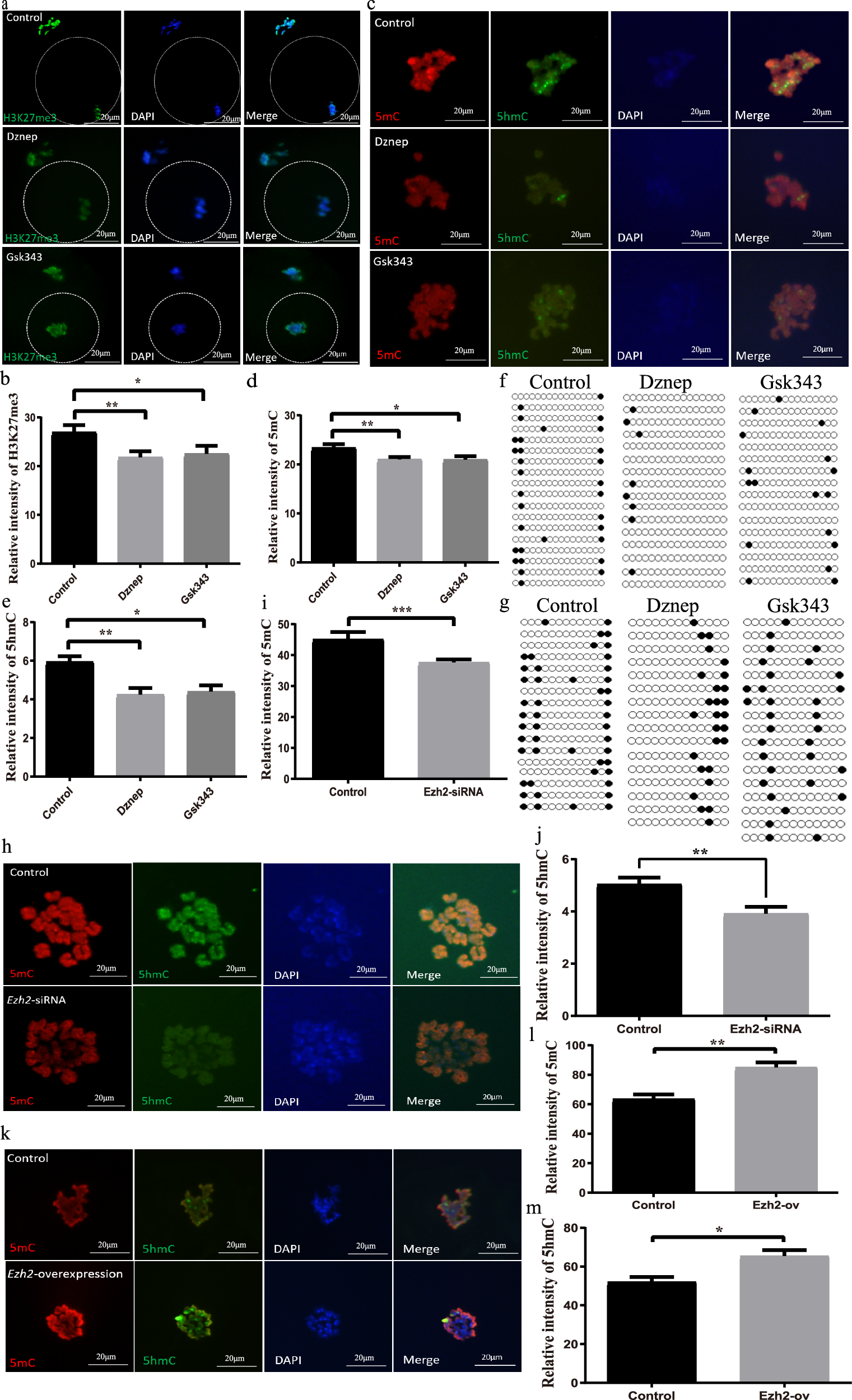 Fig. 5: EZH2 regulates genomic methylation of oocytes.