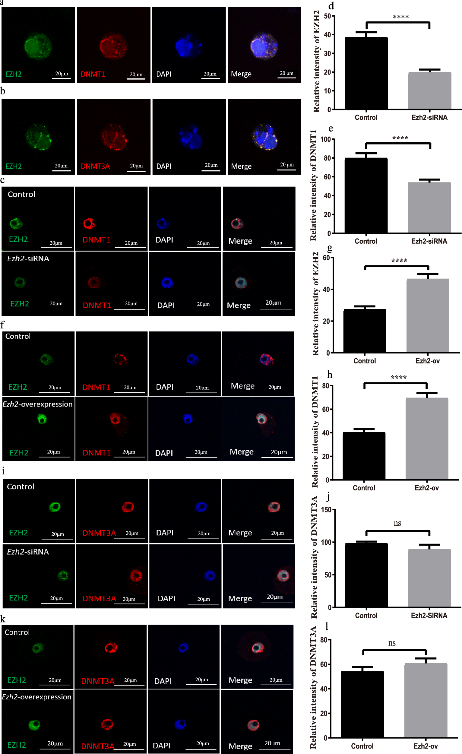 Fig. 6: EZH2 regulates DNA methylation in oocytes by DNMT1.