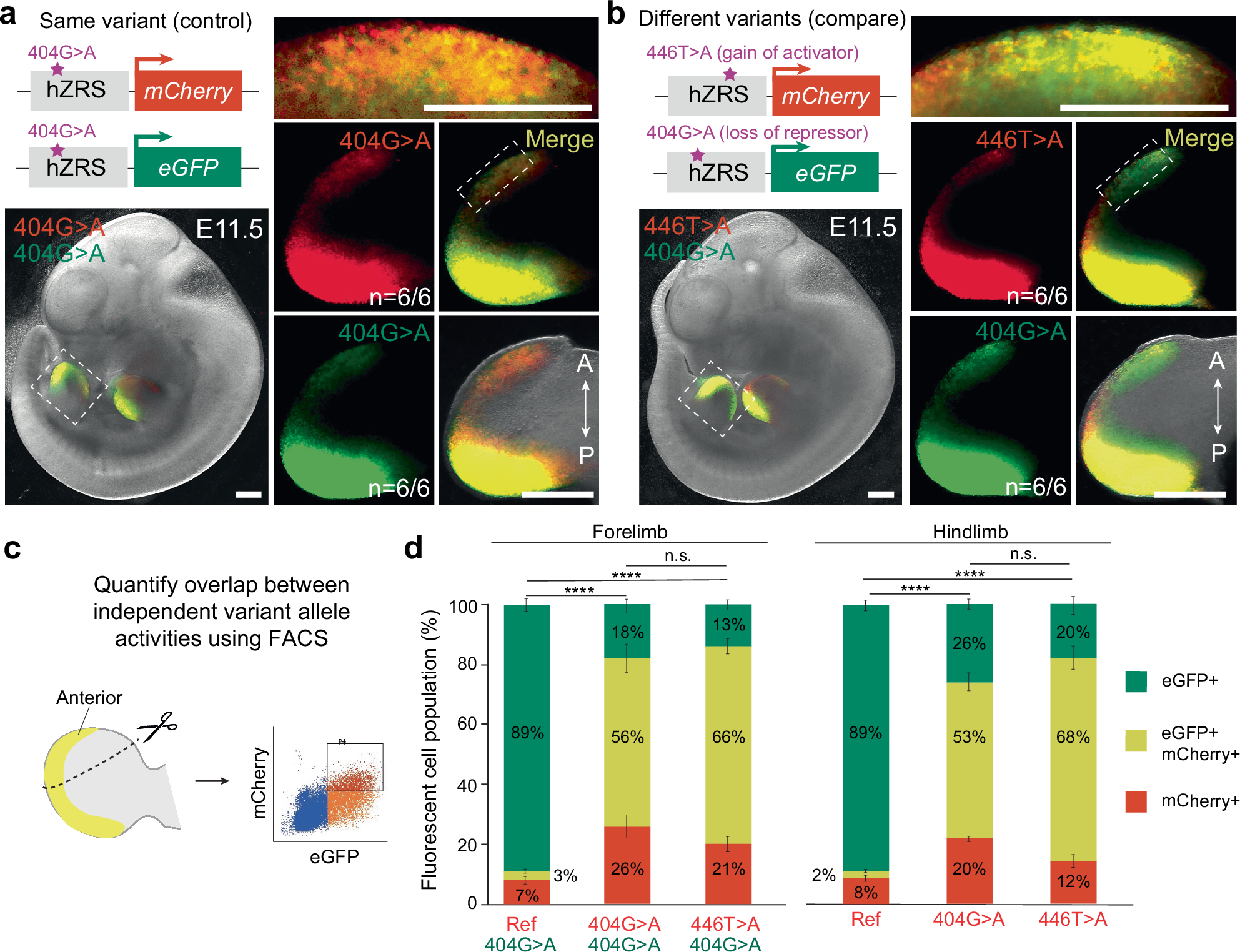 Fig. 2: Comparison of the effects of independent human-disease-linked variants in the hZRS enhancer.