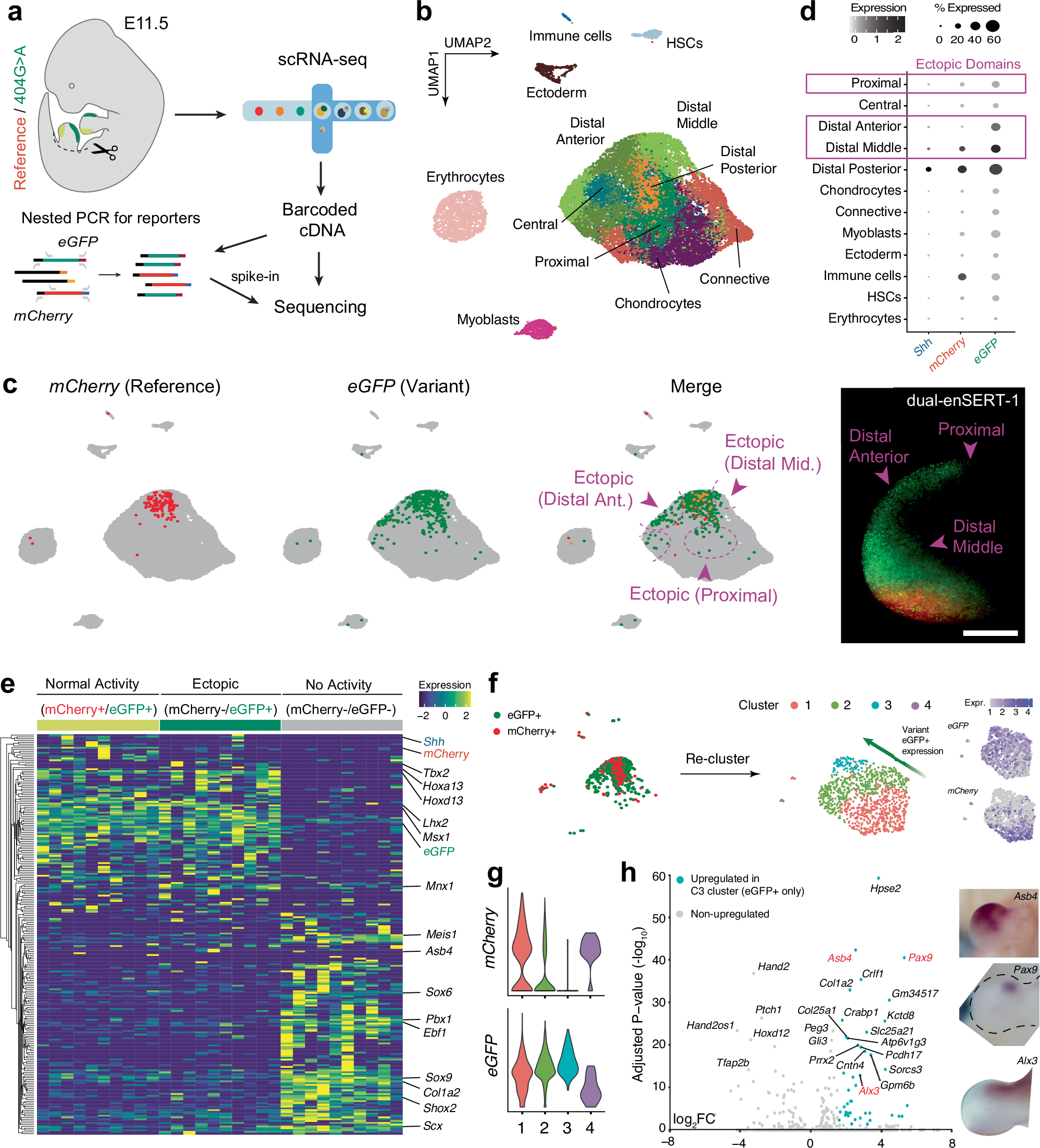 Fig. 5: Characterisation of pathogenic enhancer variant activity at single-cell resolution.