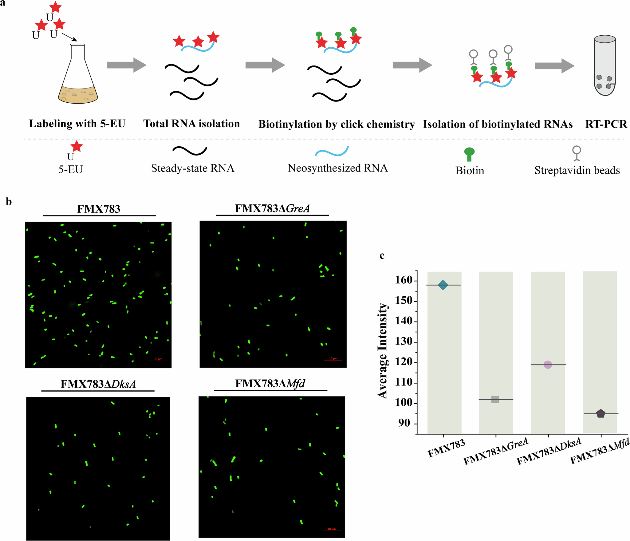 Fig. 5: RNAPs stalling aggravated the occurrence of TRCs.