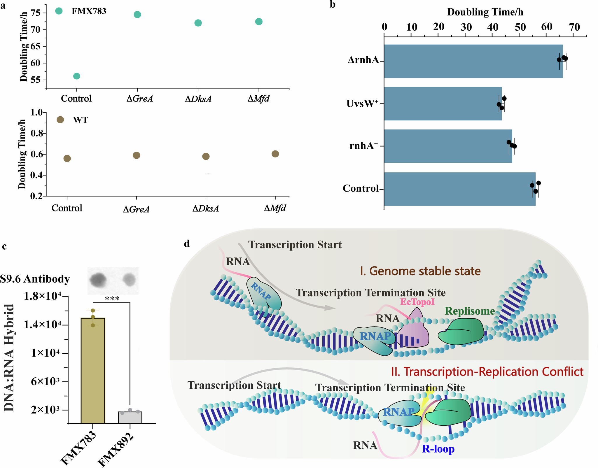 Fig. 6: RNAPs stalling aggravated the occurrence of TRCs.