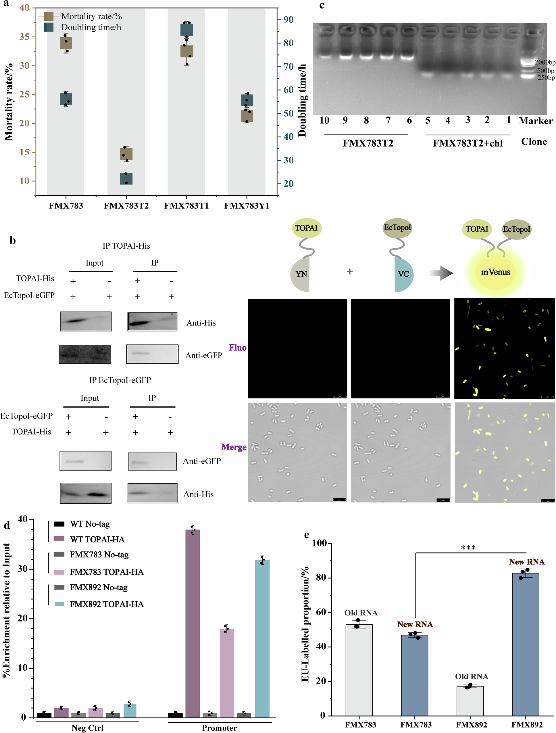 Fig. 8: TOPAI regulating EcTopoI-RNAPs association to relieve TRCs.
