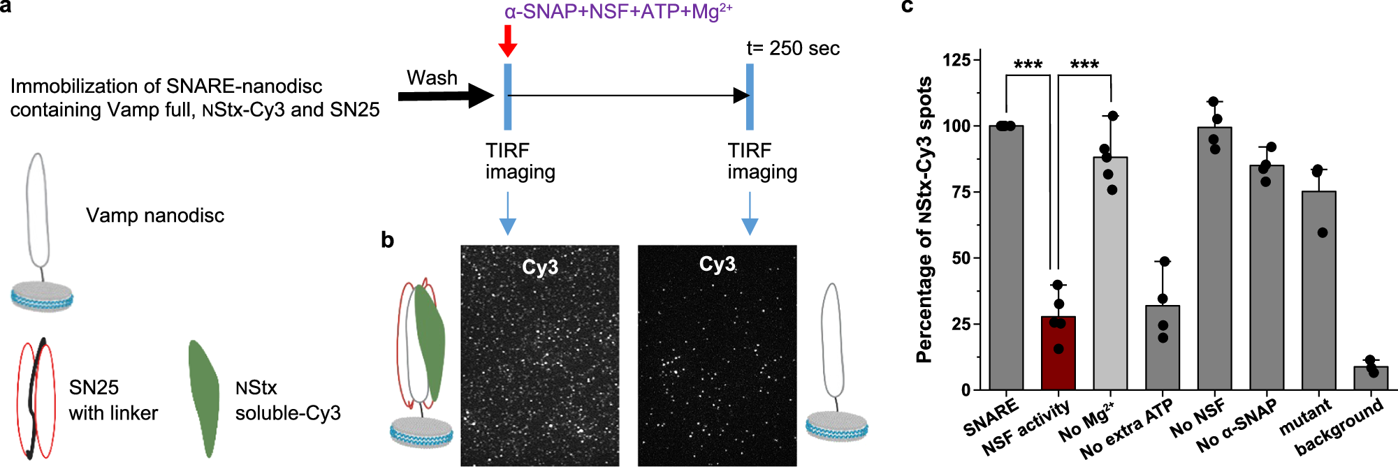 Fig. 1: Single-molecule fluorescence assay of SNARE-nanodisc containing Vamp full, SN25 and Stx-Cy3 by NSF.