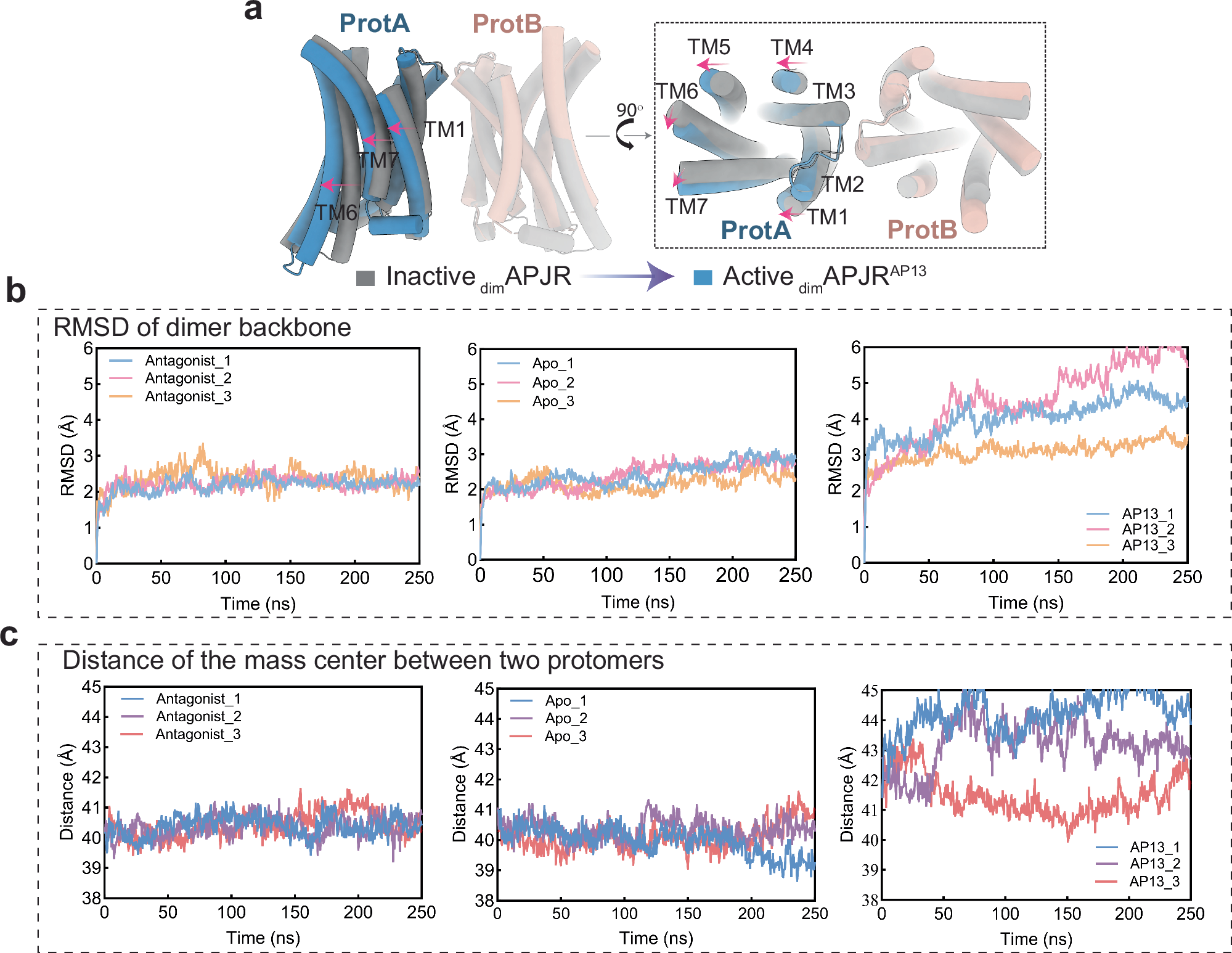 Fig. 4: Dimerization-regulated APJR activation features, ligand-dependent ProtB conformation and dimer stability analysis.