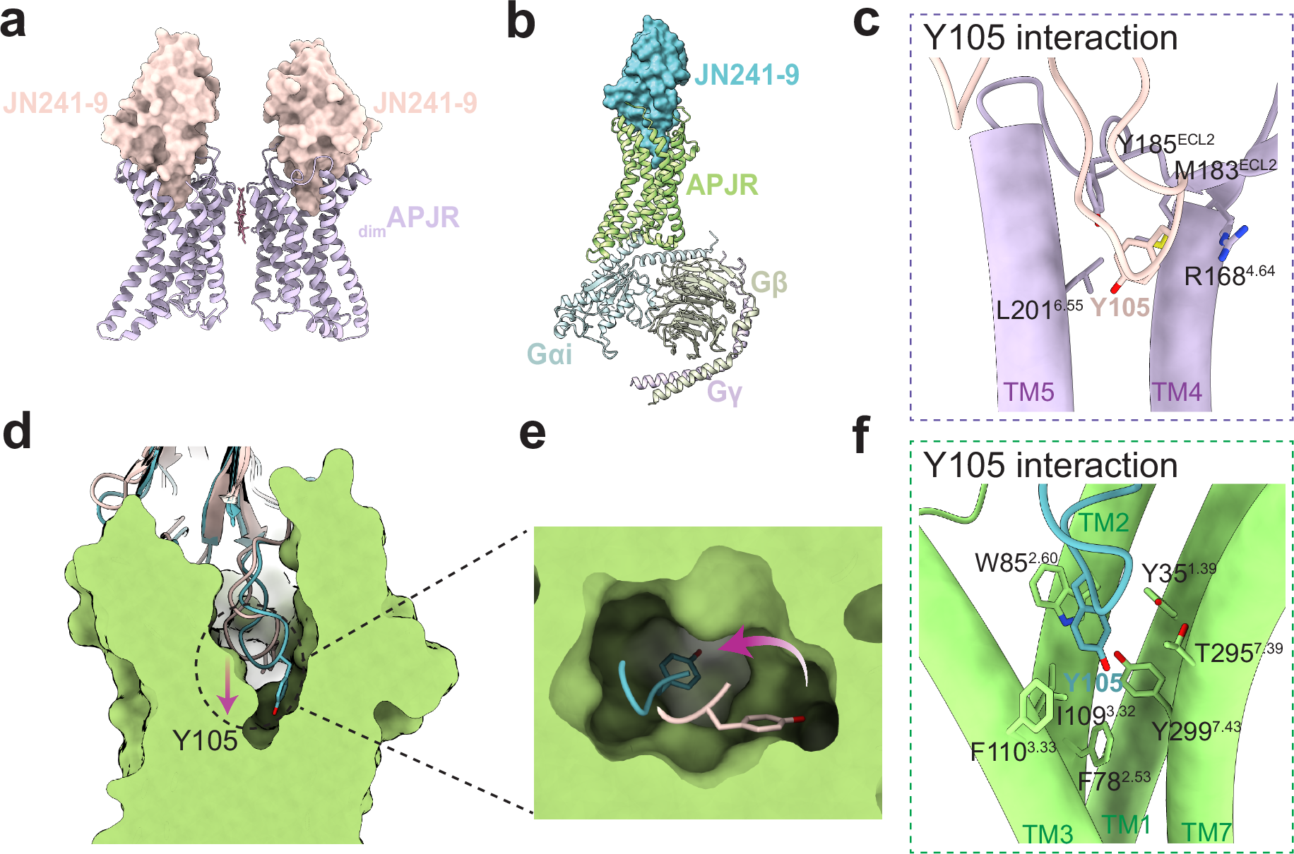 Fig. 5: Agonistic antibody binding modes in the absence and presence of Gi proteins.