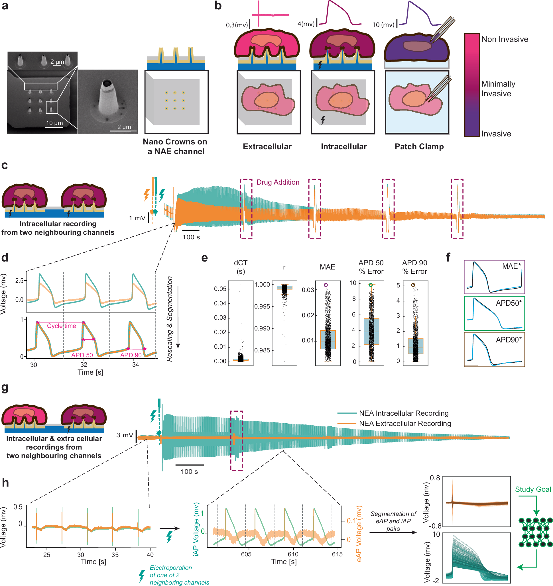 心筋細胞内の電気信号を非侵襲的に読み取るAI技術(AI-driven Approach Reads Heart Cells’ Inner Electrical Signals from the Outside)