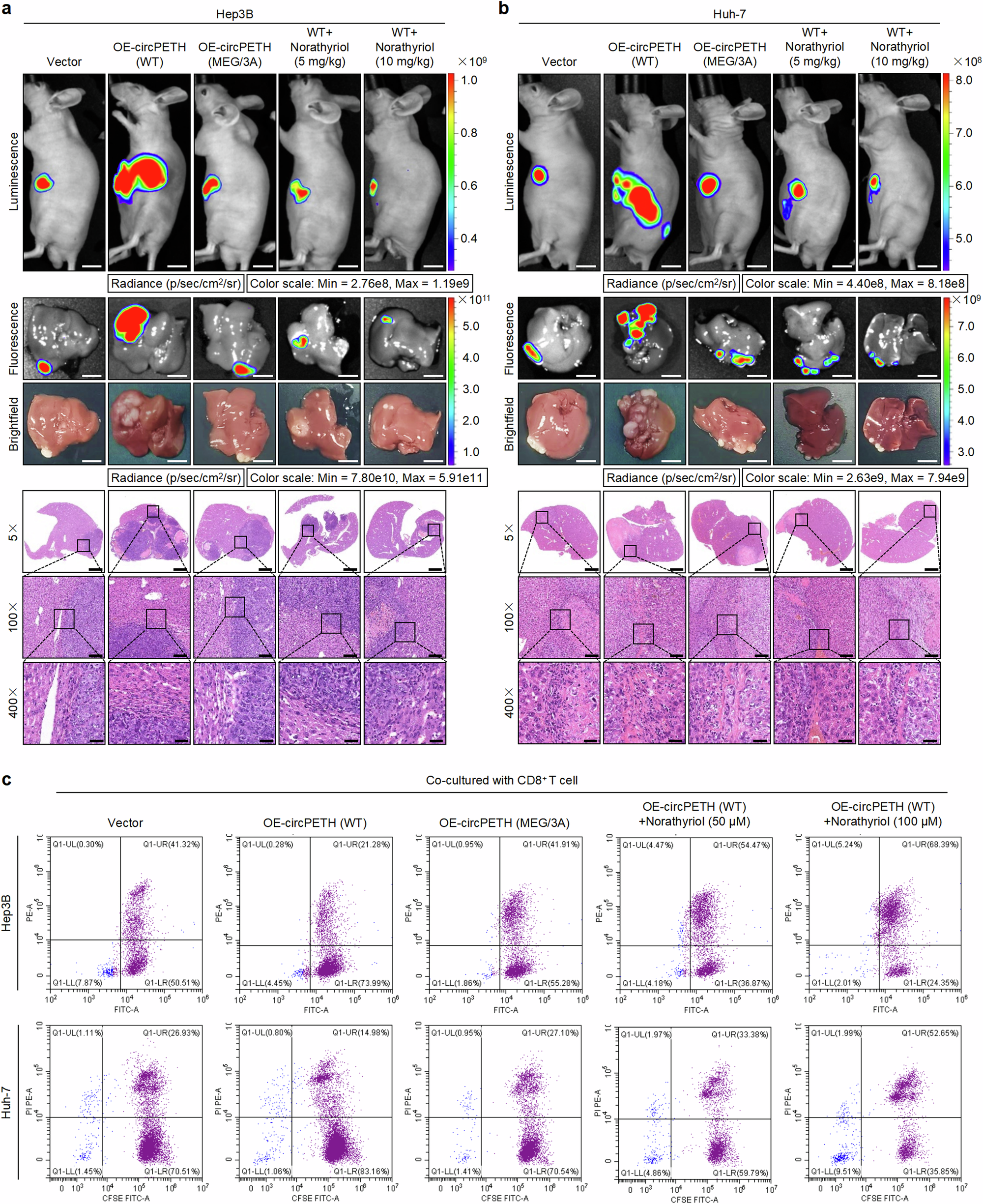 Fig. 6: Norathyriol inverts circPETH-147aa-facilitated intrahepatic metastasis of HCC cells and enhances tumor-killing effects of CD8+ T cells.