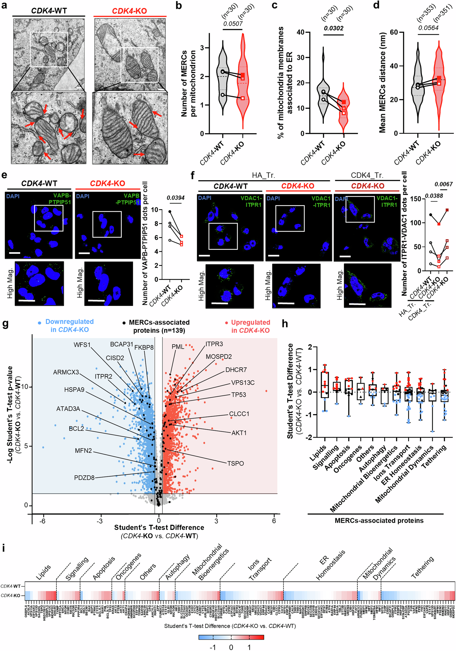 Fig. 6: CDK4 enhances Mitochondria-ER Contacts in TNBC.