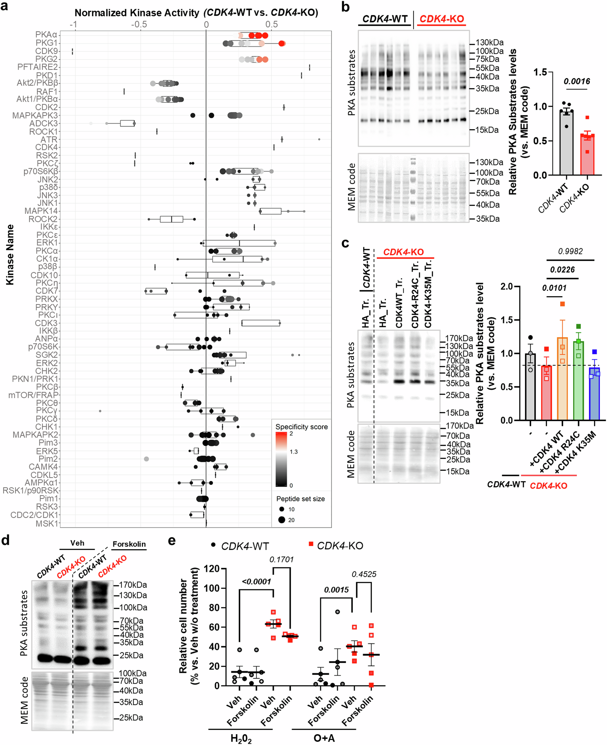 Fig. 7: PKA activity is regulated by CDK4 but is not sufficient to mediate apoptosis.