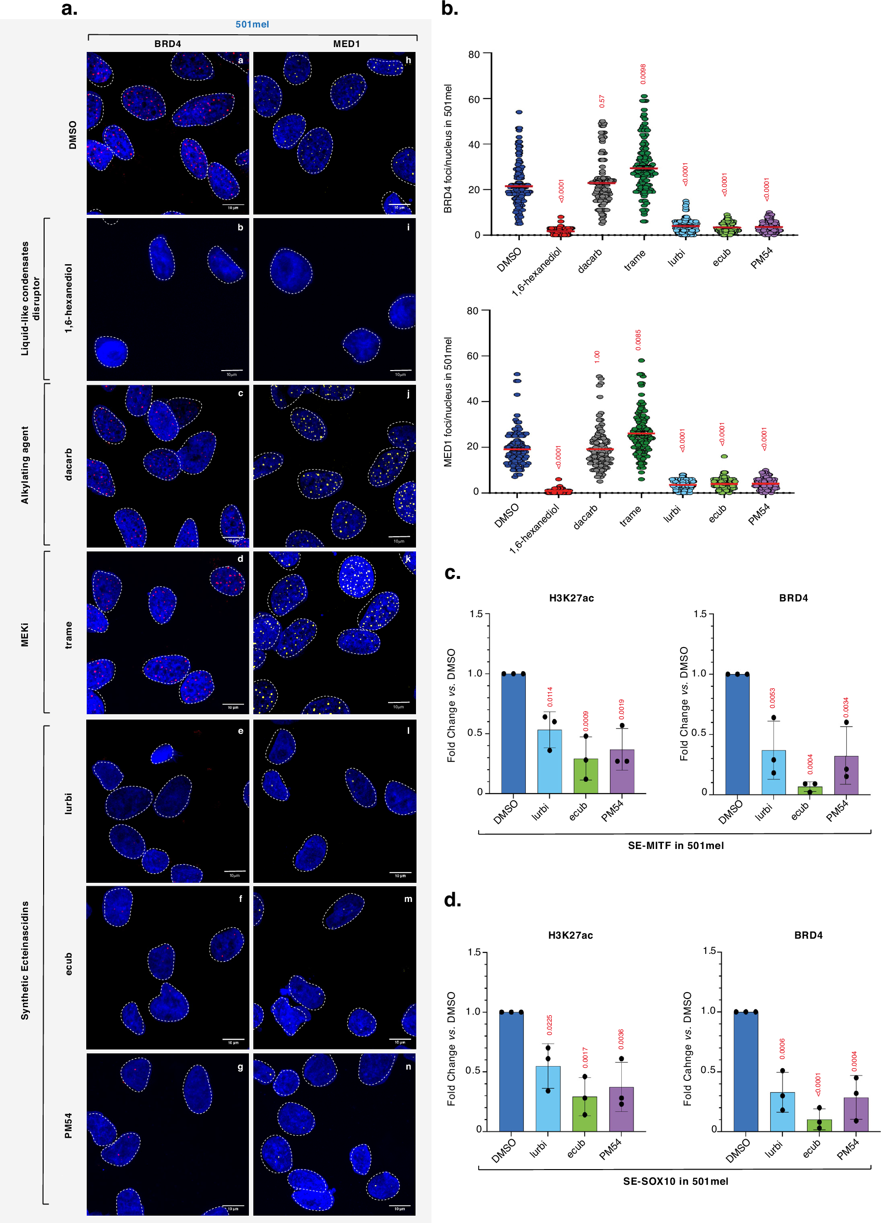 Fig. 8: Synthetic ecteinascidins disrupt transcription factor/coactivator condensates at SEs.