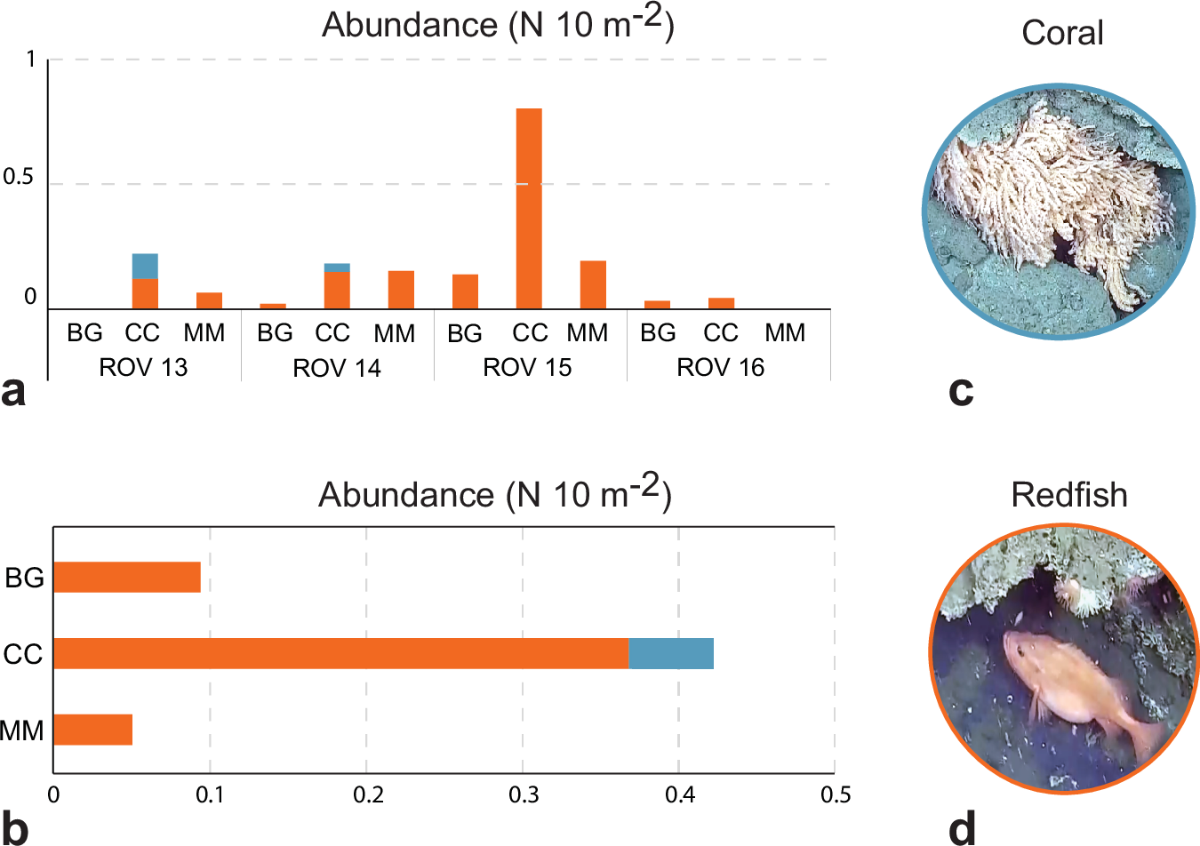 Fig. 4: Abundance of the main vulnerable megafauna species observed at Borealis mud volcano.