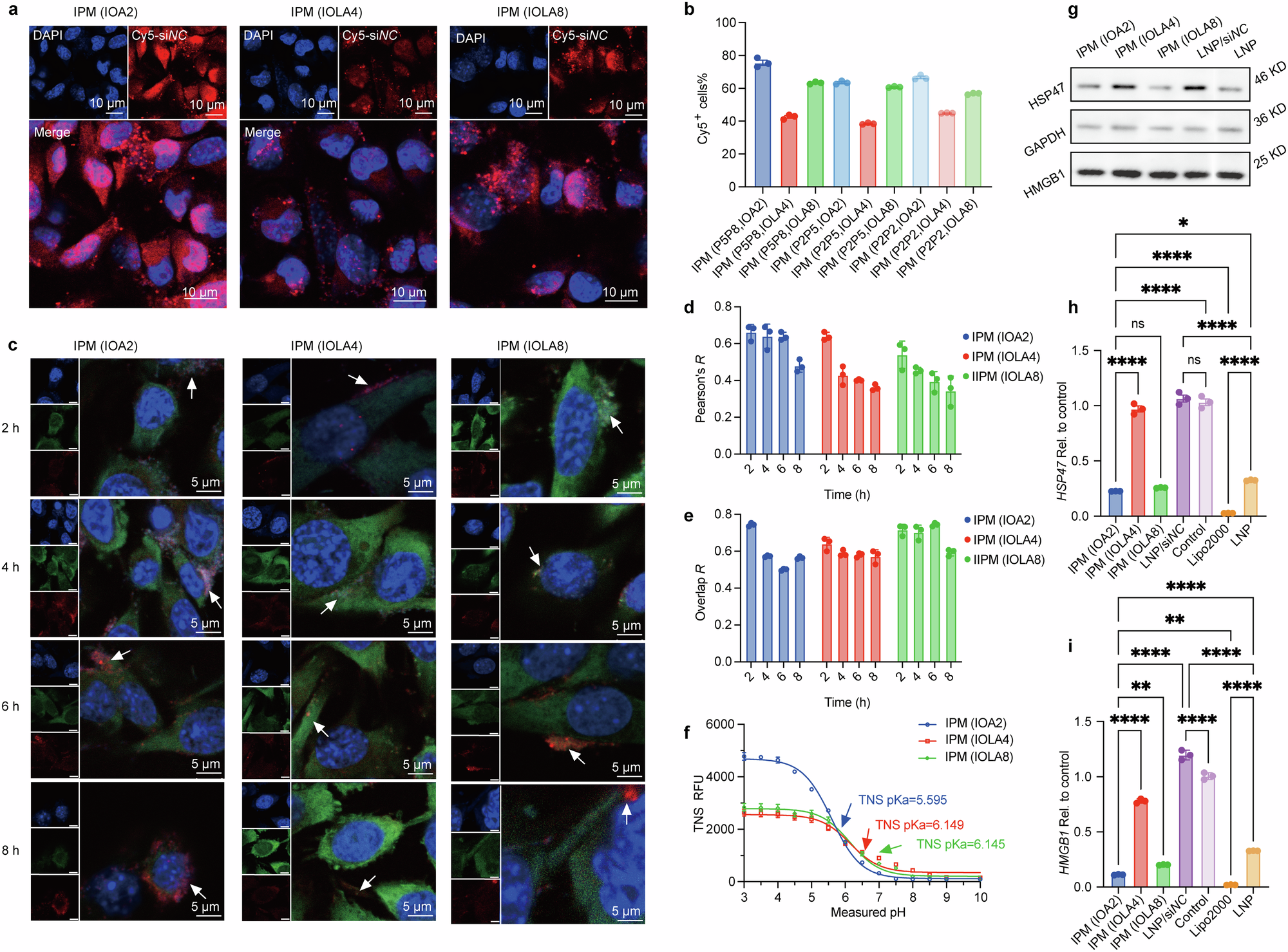 Fig. 3: In vitro successful siRNA delivery and target gene silencing by IPMs.