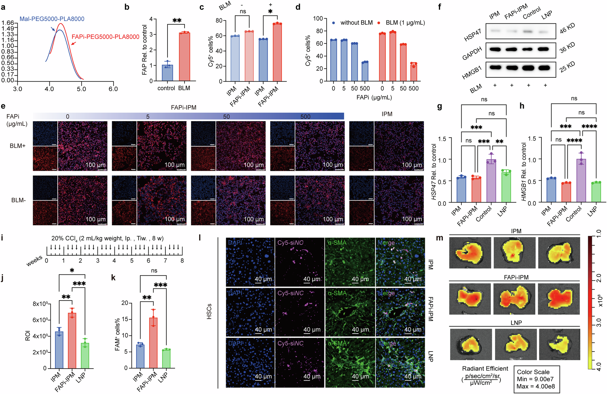Fig. 4: Targeting effects of FAPi-Modified IPM in vivo and in vitro.