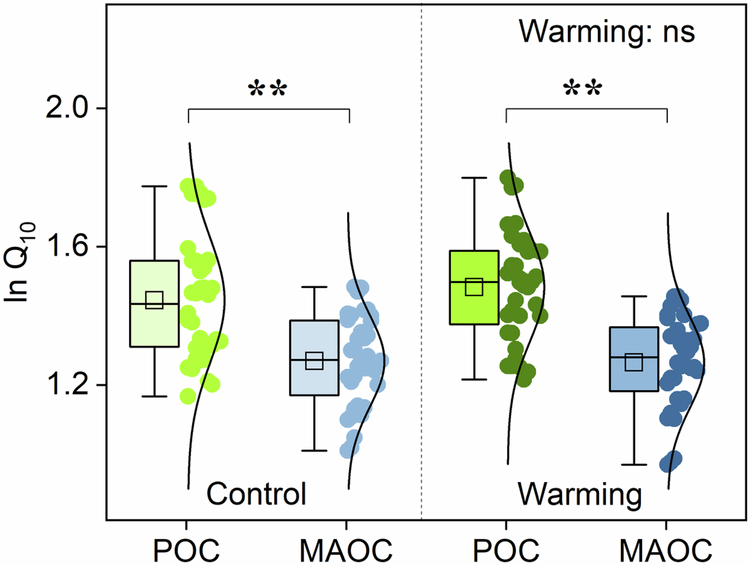 Fig. 3: Difference in temperature sensitivity (Q10) between particulate and mineral-associated organic carbon (POC and MAOC) in warming and control treatments. All variables are loge (ln) transformed.
