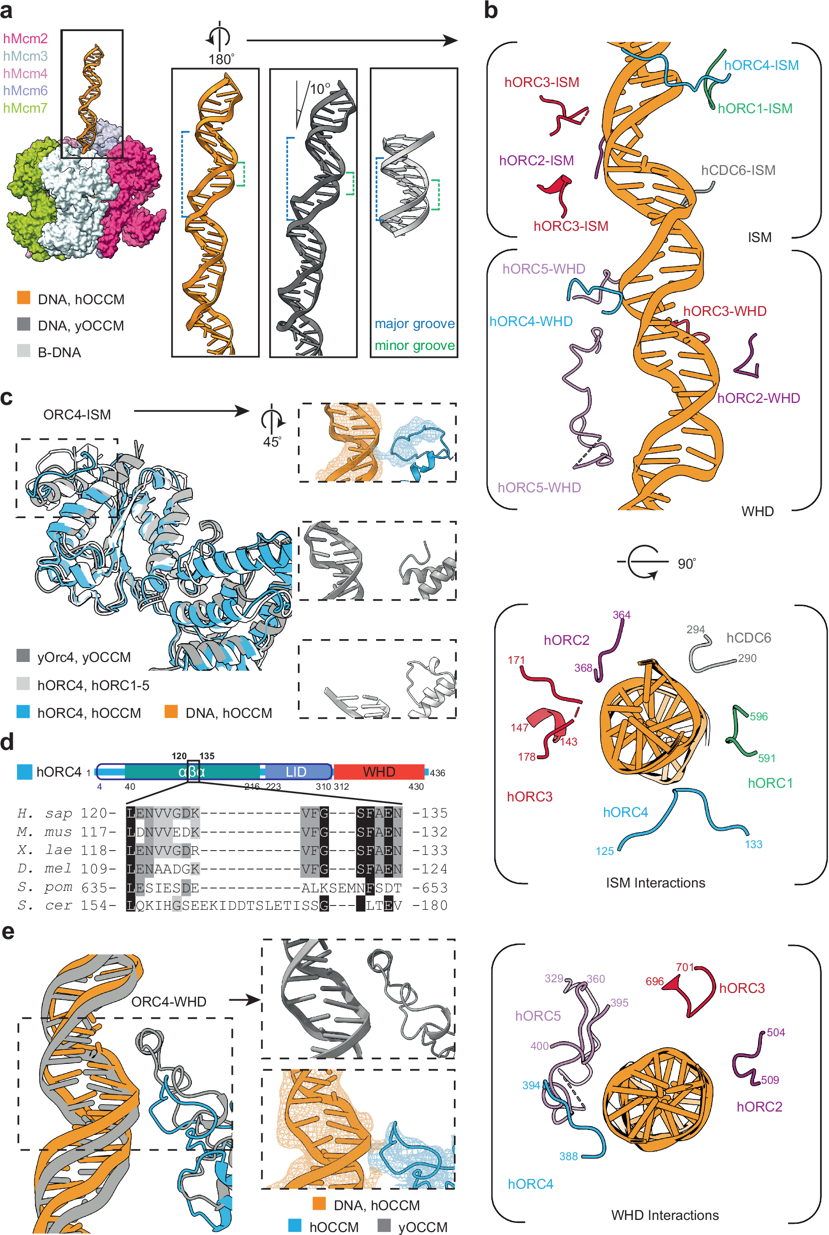 Fig. 8: DNA structure and interactions in hOCCM.