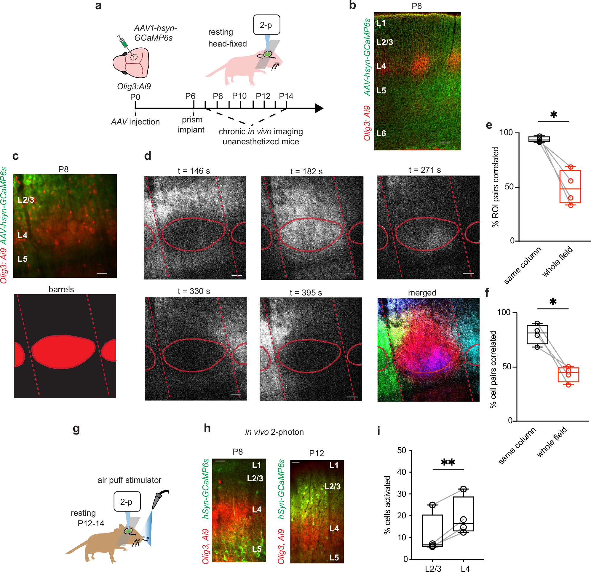 Fig. 2: SNA is organized in functional barrel columns.