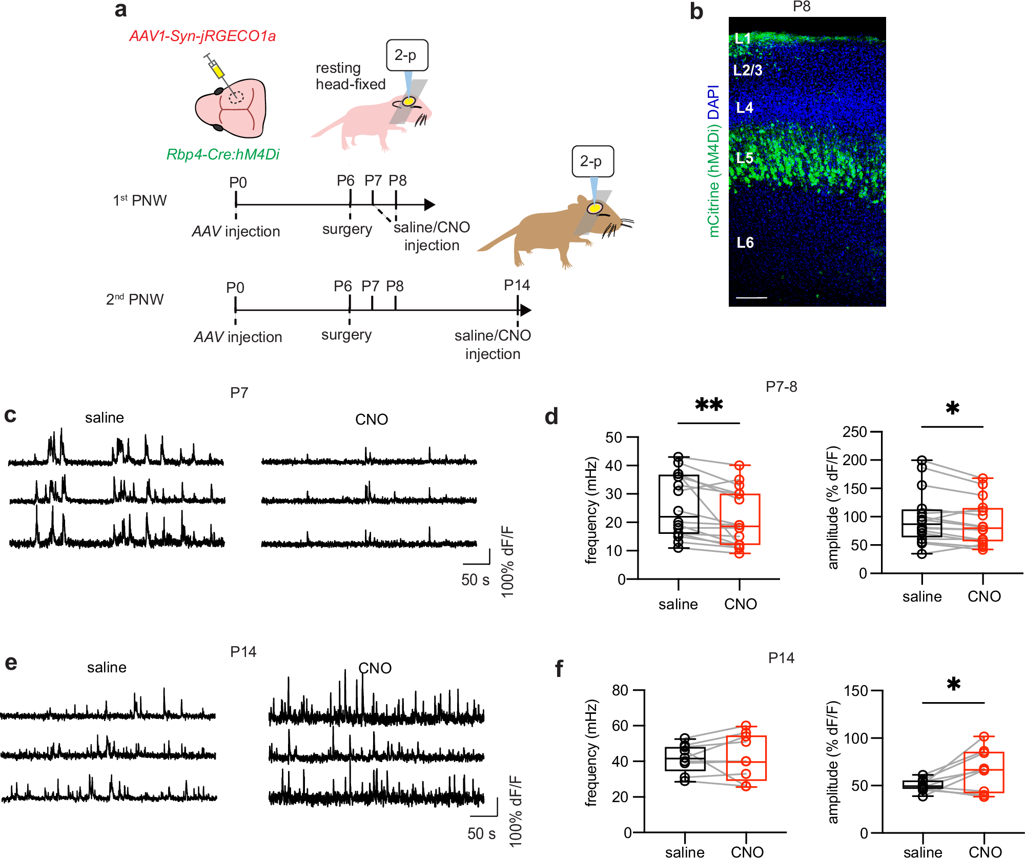 Fig. 5: Acute chemogenetic suppression of L5 outputs dampens SNA at 1st but not 2nd PNW.