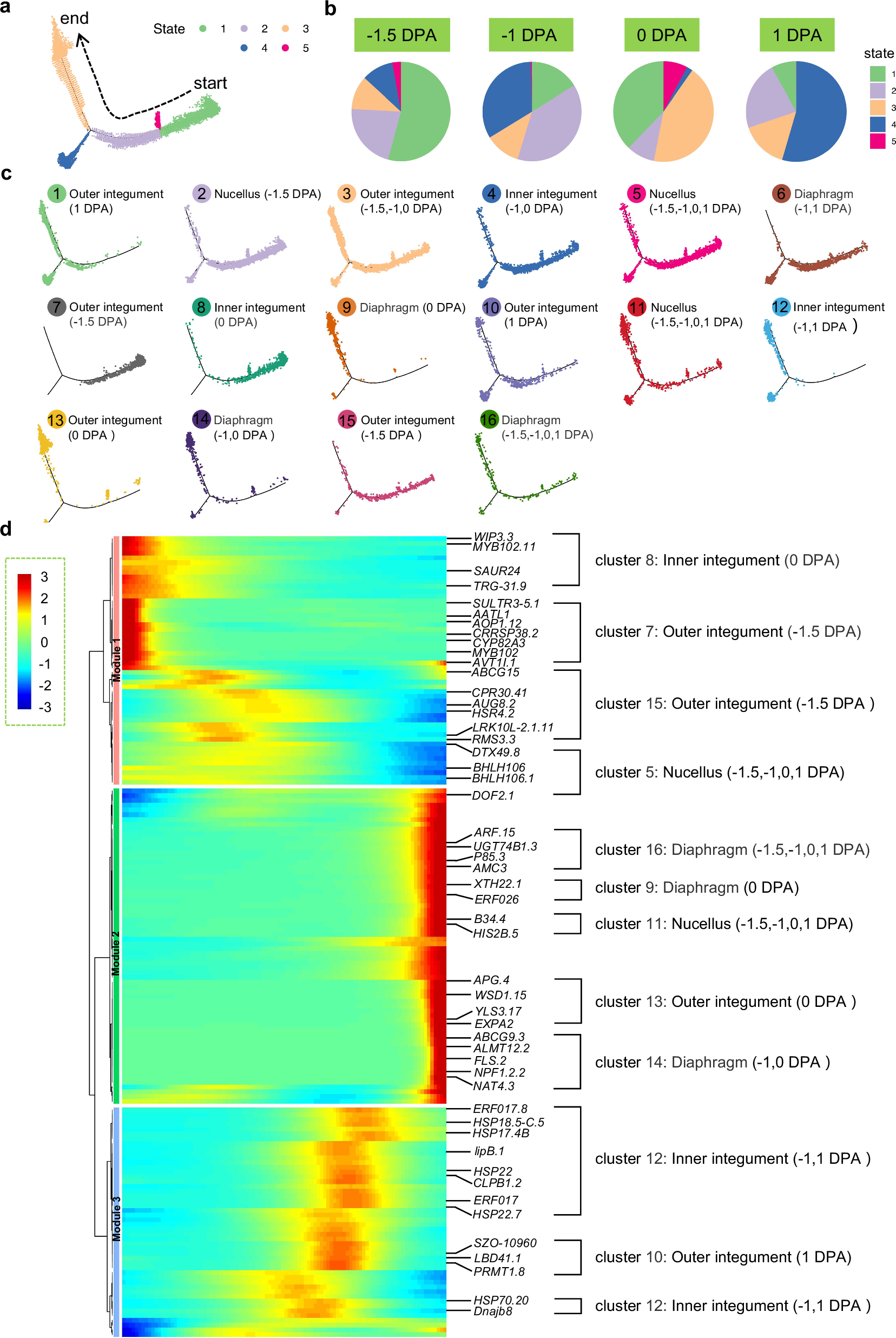 Fig. 4: Pseudotime analysis of all cotton ovules samples from −1.5-DPA to 1-DPA.