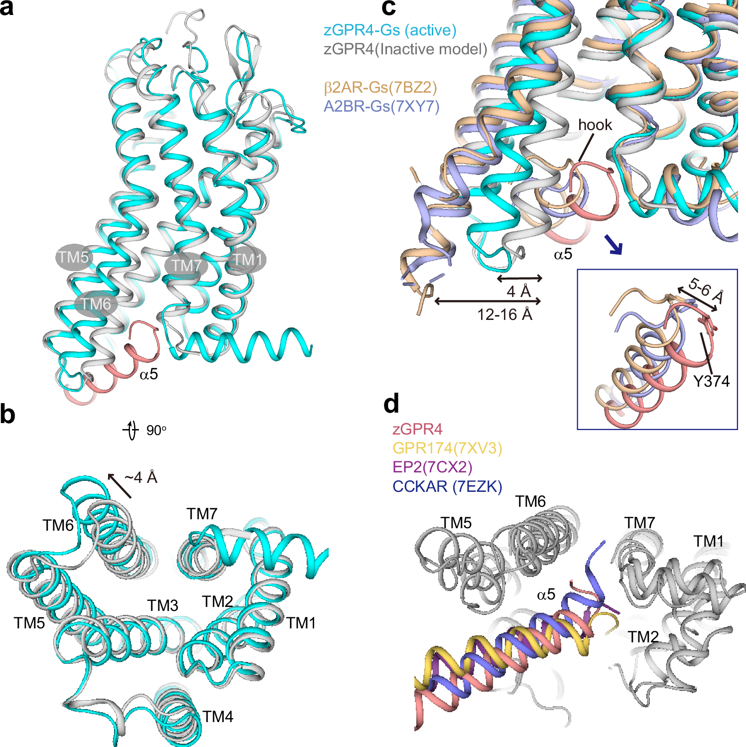 Fig. 3: Structural comparison for zGPR4.