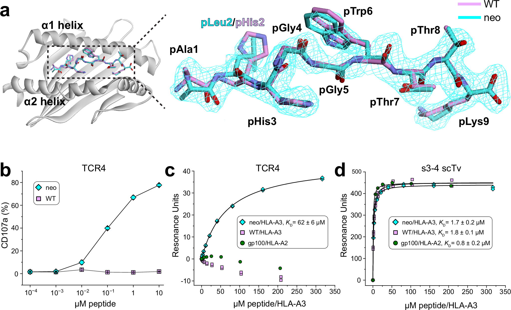 Dynamic allostery in the peptide/MHC complex enables TCR neoantigen  selectivity | Nature Communications