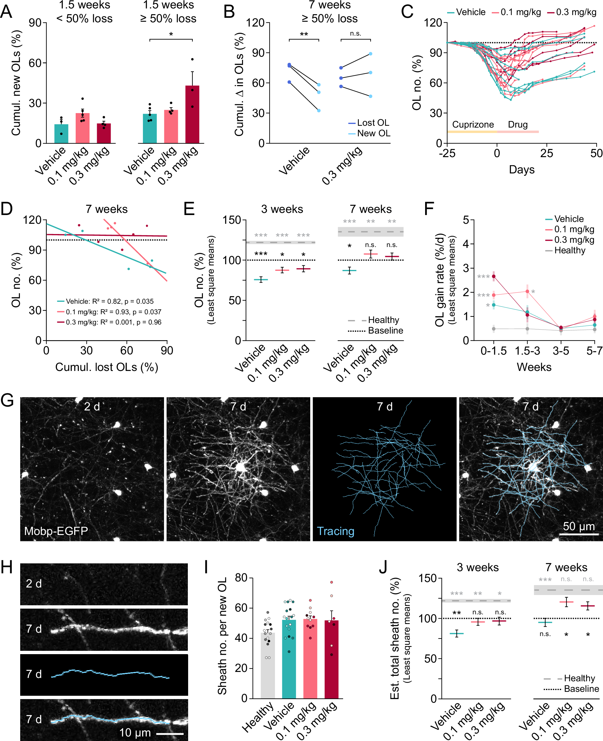 Fig. 4: Thyromimetic LL-341070 enhances oligodendrocyte gain to a greater extent after moderate or severe demyelination to restore oligodendrocytes and myelin.
