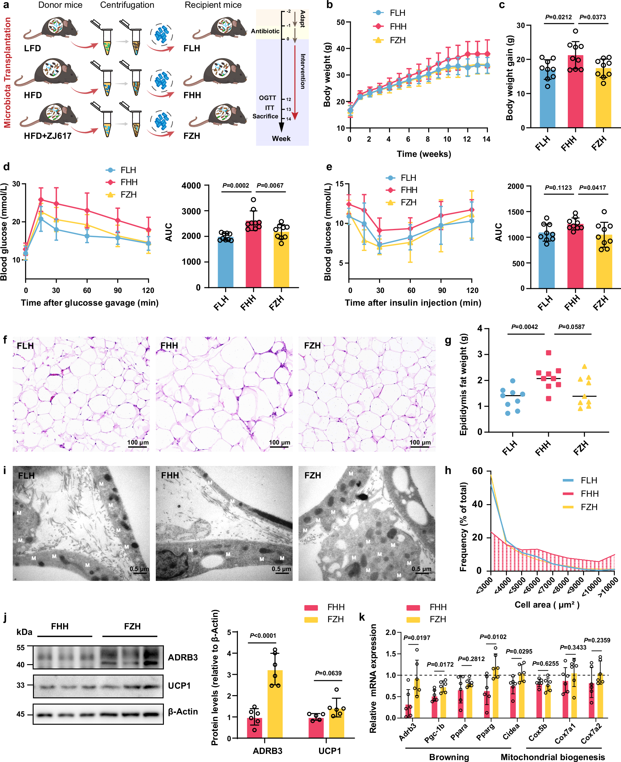 Fig. 4: Transplantation of L. reuteri ZJ617-induced microbiota ameliorates metabolic syndrome in HFD-fed mice.