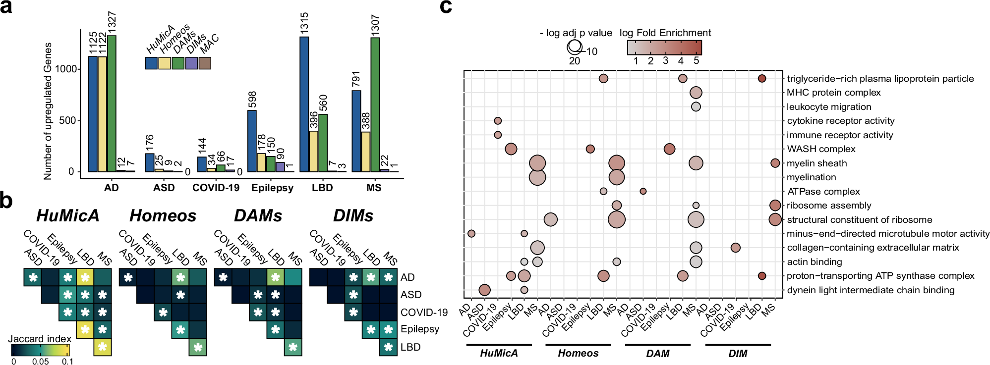 Fig. 5: Pseudobulk differentially expressed genes (DEGs).