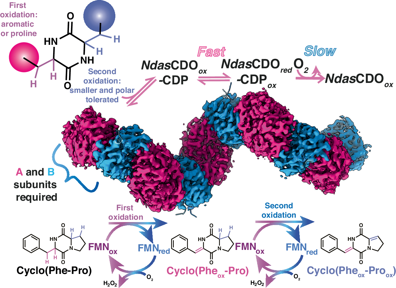 Fig. 1: Overview of NdasCDO-catalysed reaction.
