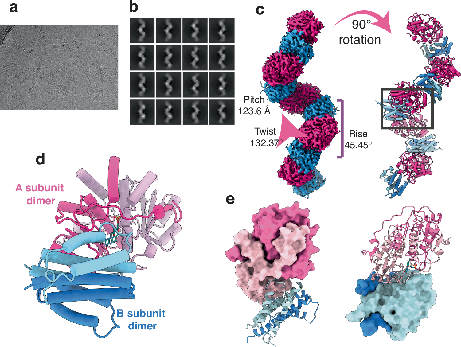 Fig. 3: NdasCDO filament structure revealed by cryo-EM.