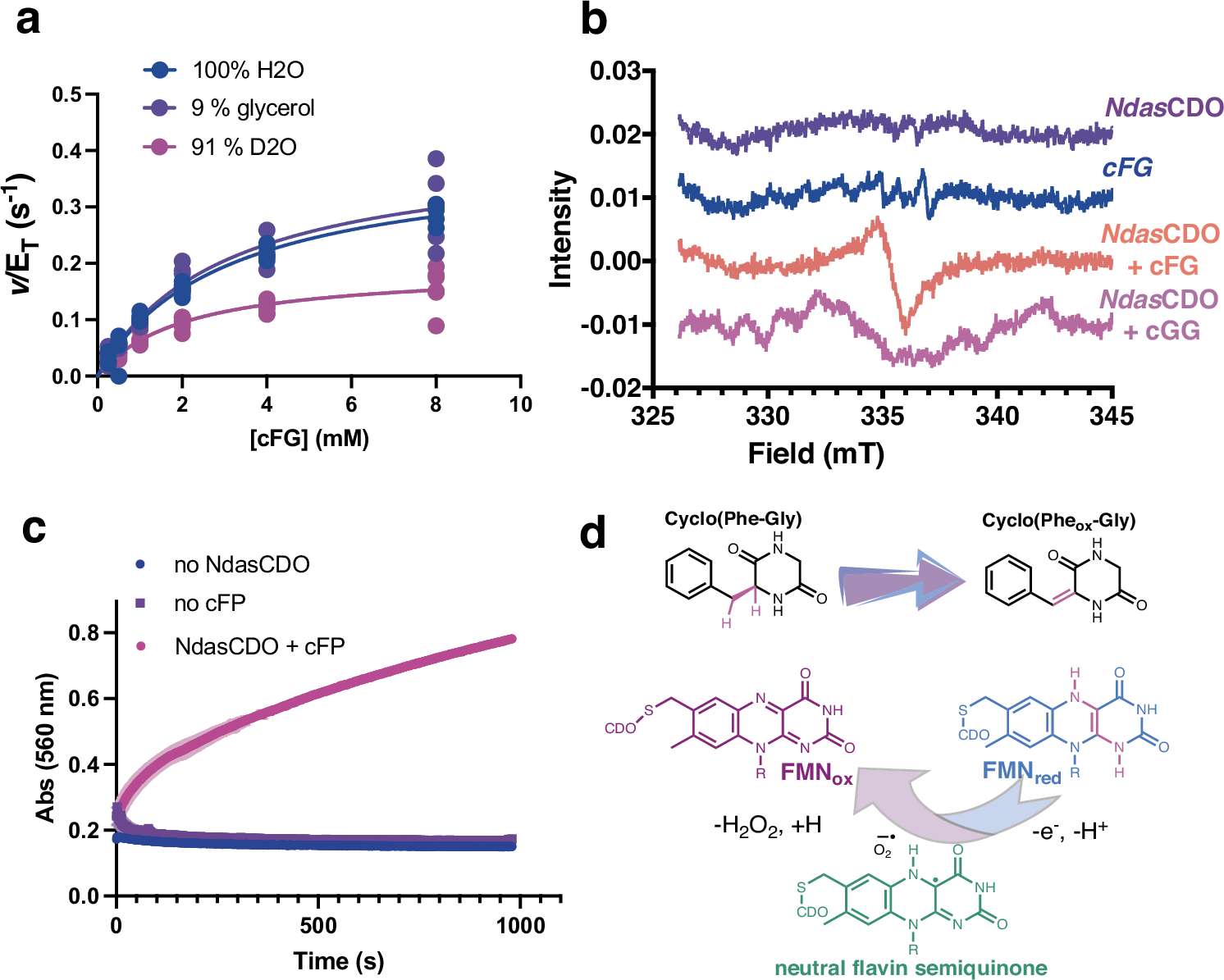 Fig. 6: Rate limiting protonation steps and radical formation on the NdasCDO-catalysed reaction.